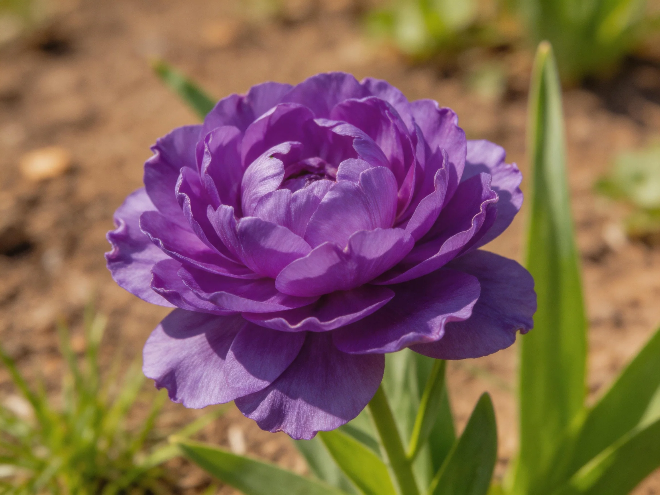 A large purple peony blooms near green leaves and brown soil