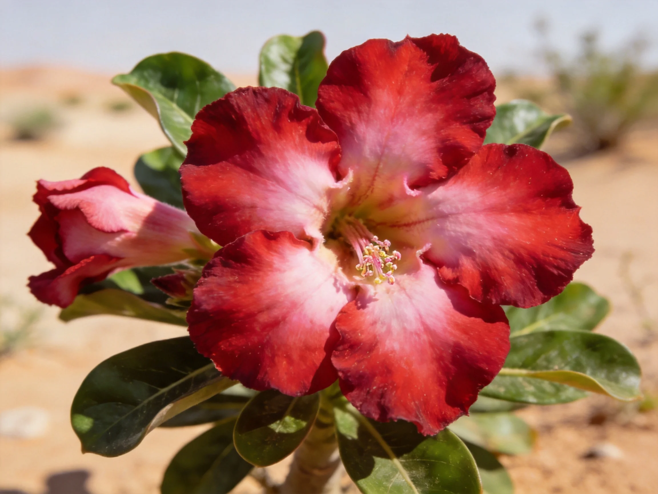 A large red and pink desert flower with glossy green leaves