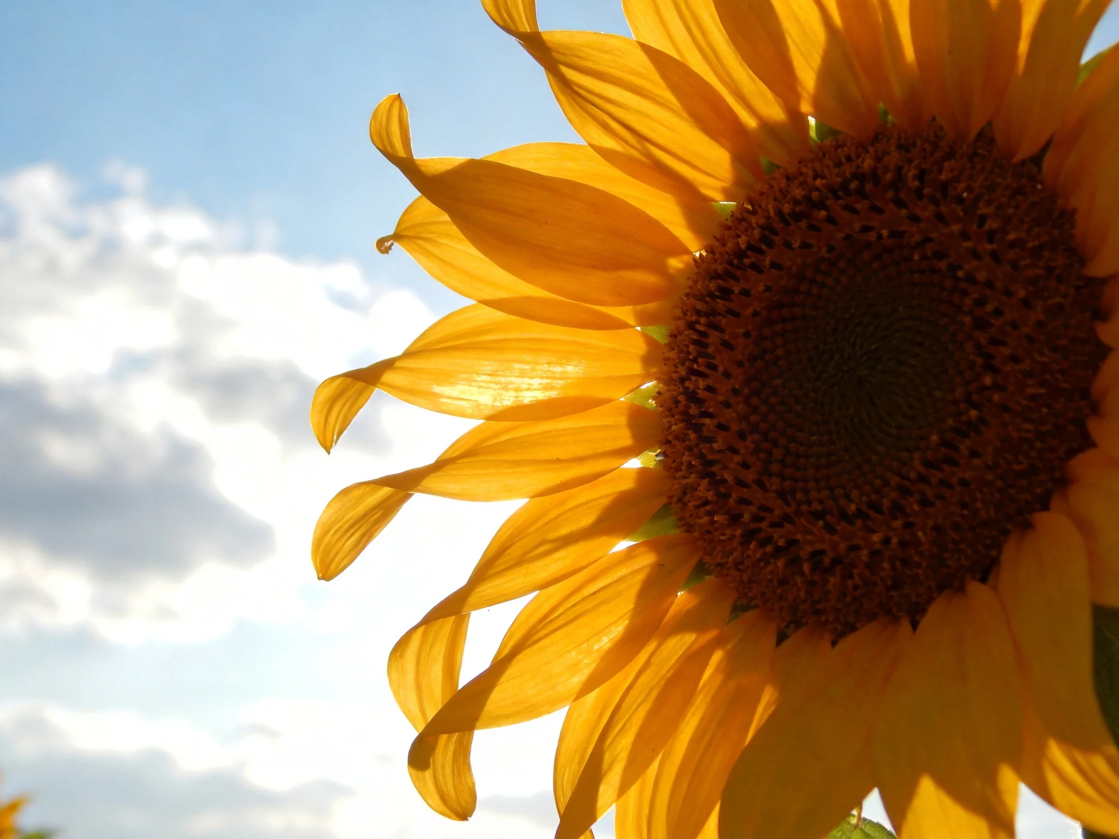 A large sunflower with golden petals near a bright blue sky