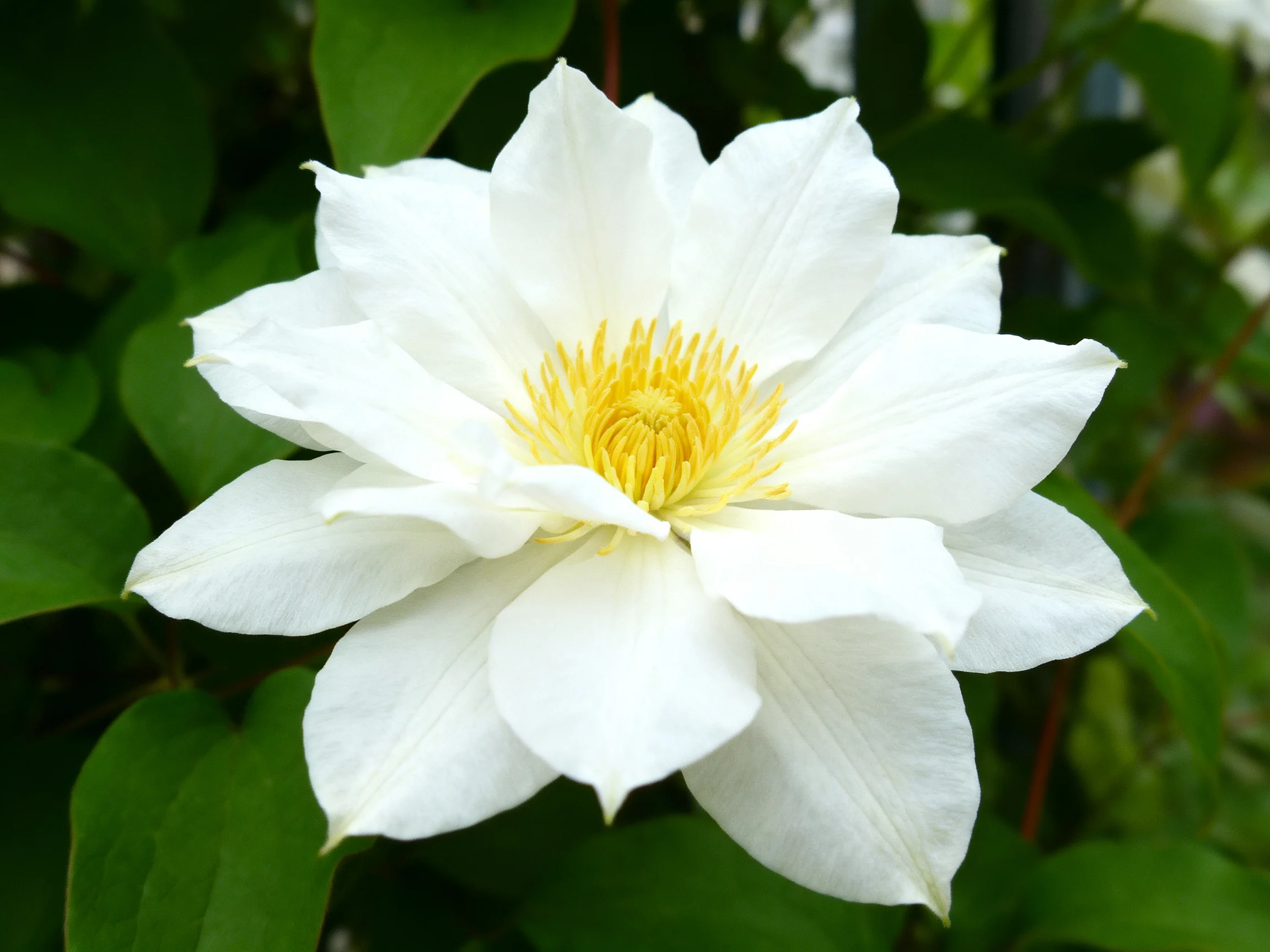 A large white clematis flower with bright yellow center