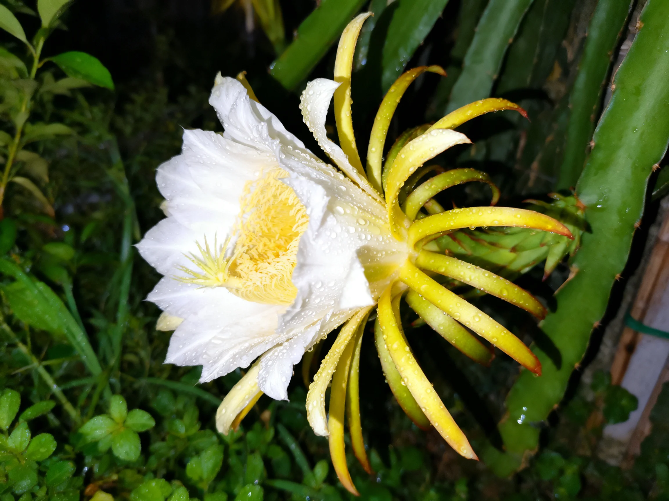 A large white dragonflower blooms beside green cactus stems at night