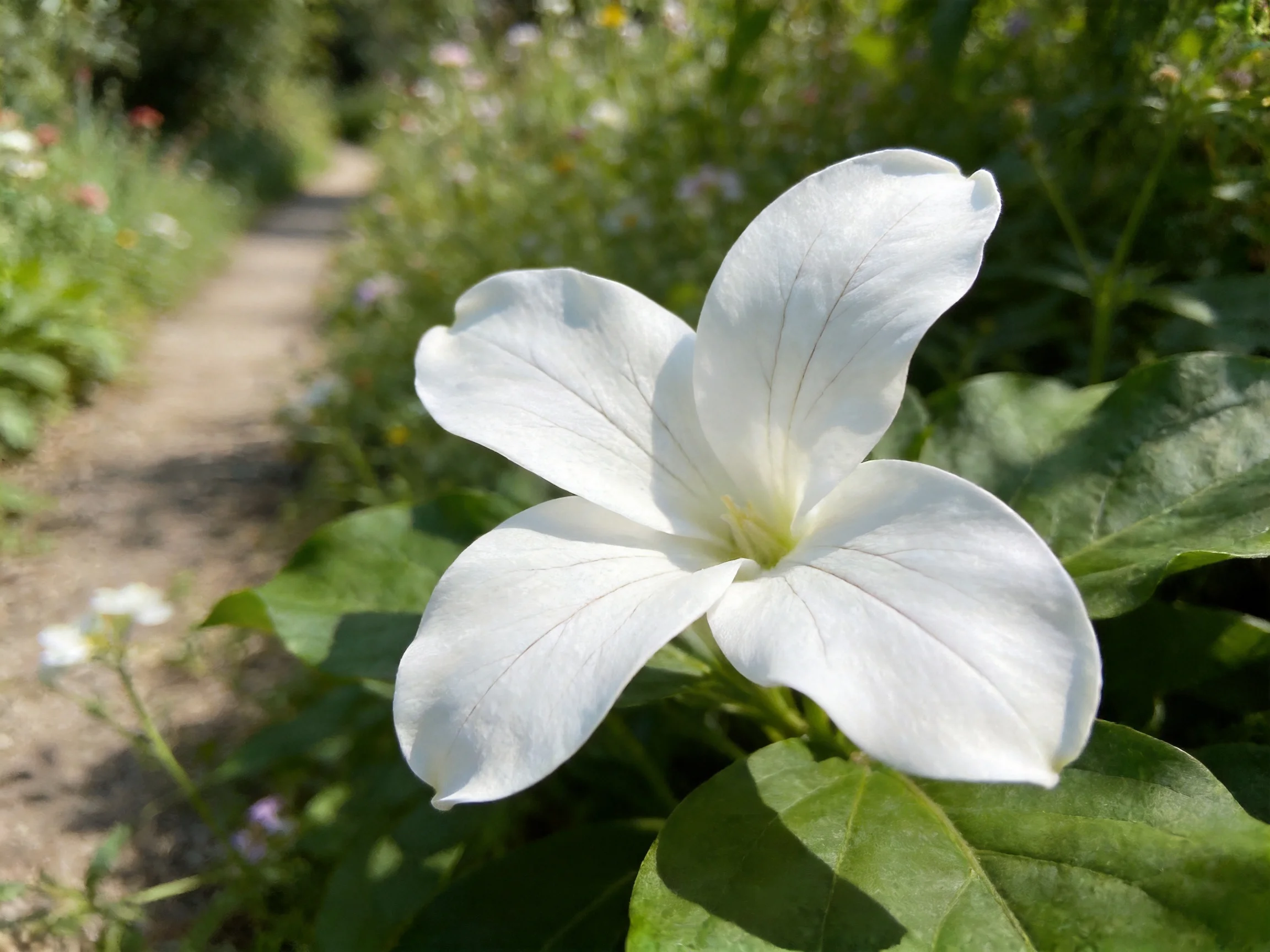 A large white flower blooms beside a sun-dappled garden path