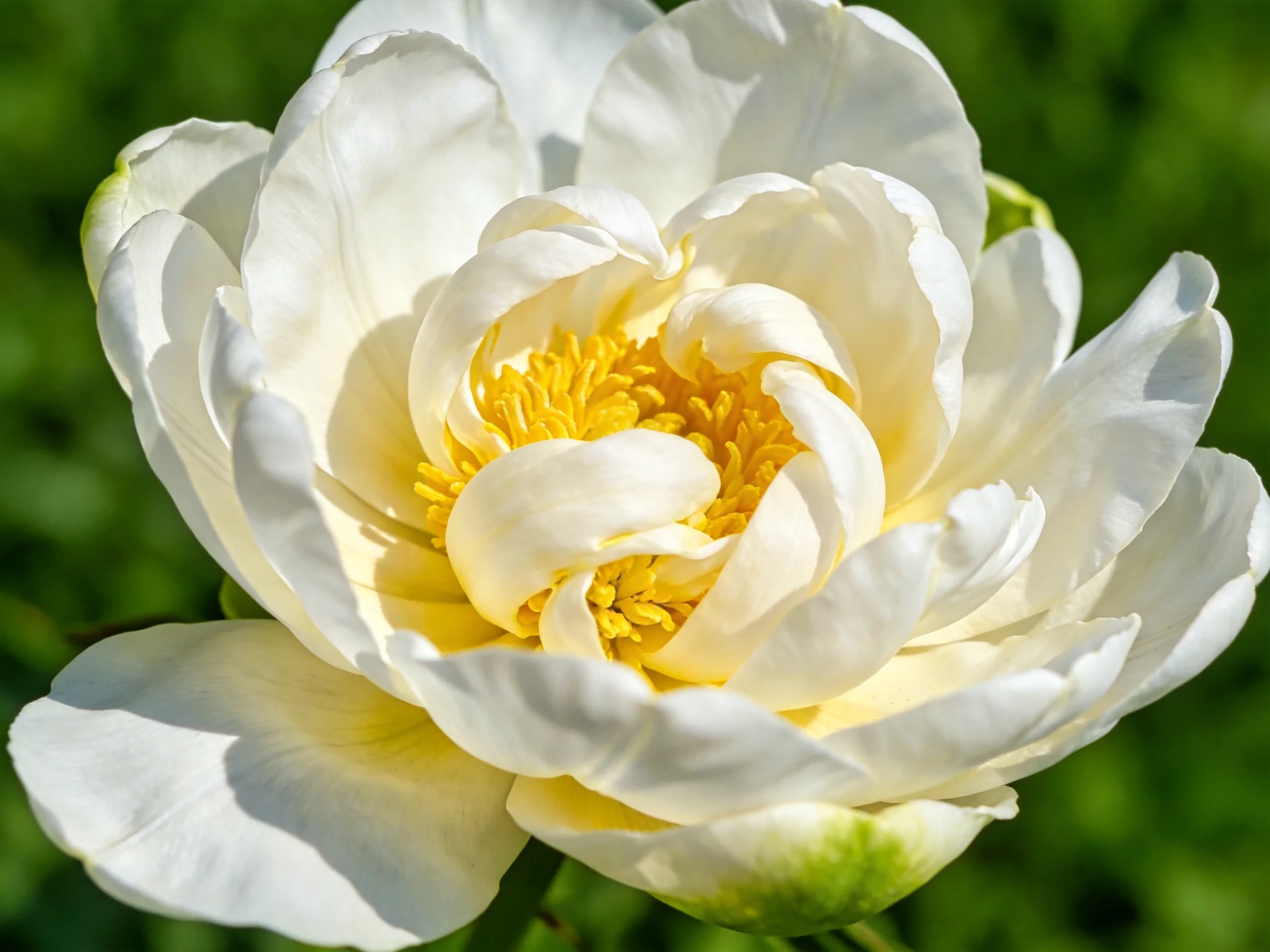 A large white peony bloom with bright yellow center
