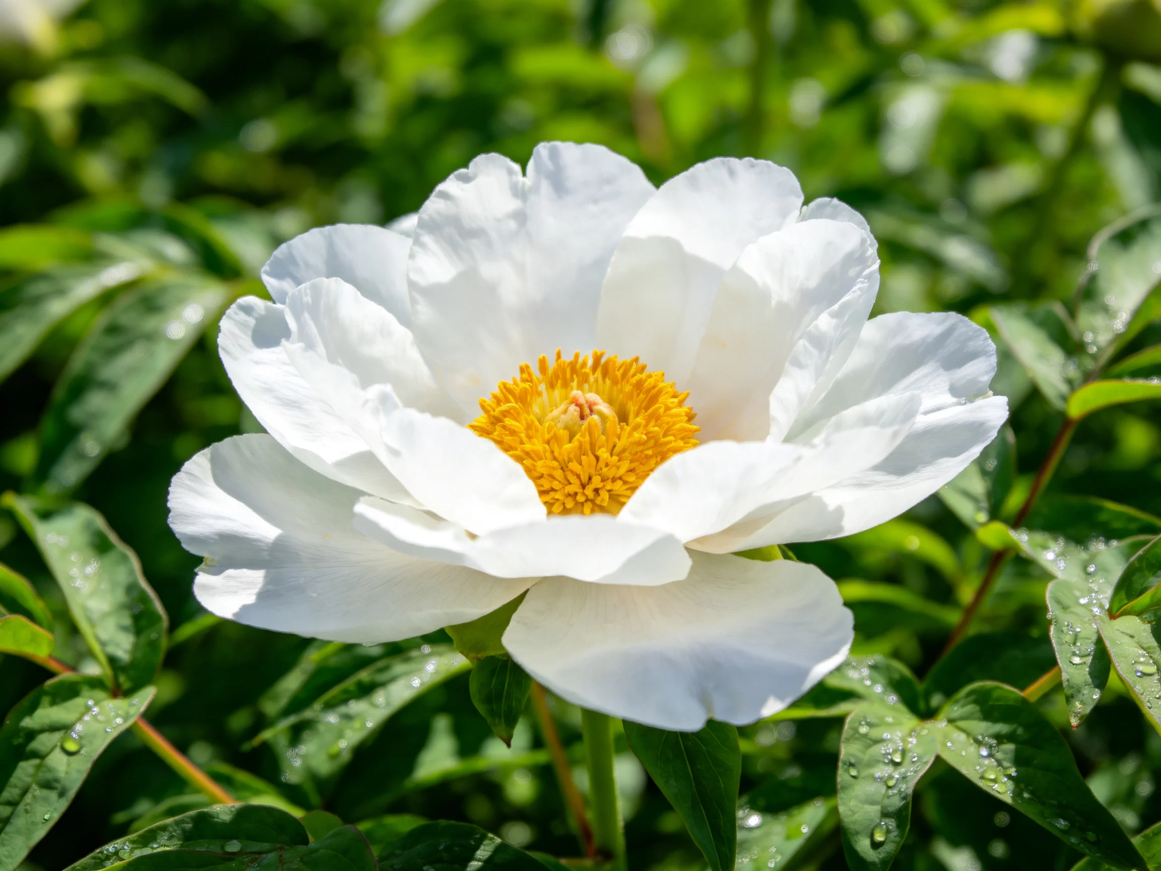 A large white peony blooms with a bright yellow center amid lush green foliage