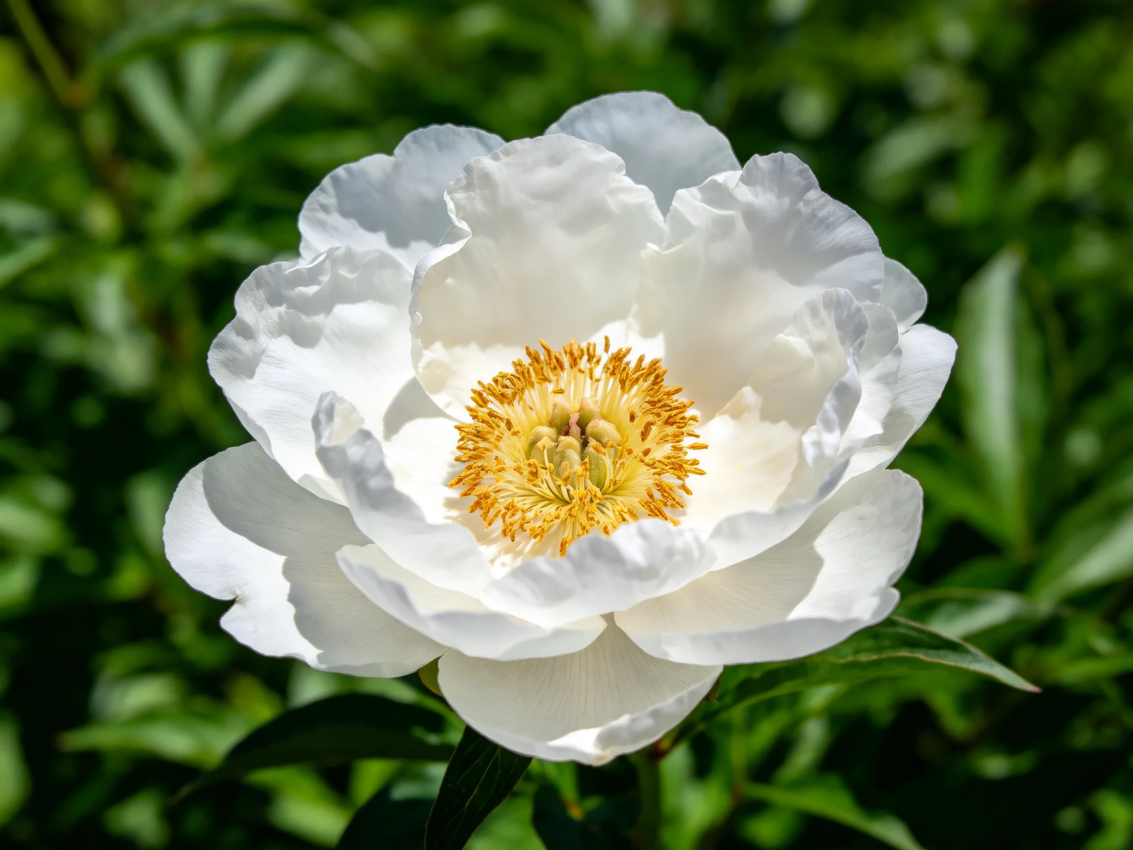 A large white peony with golden center amid dense green foliage
