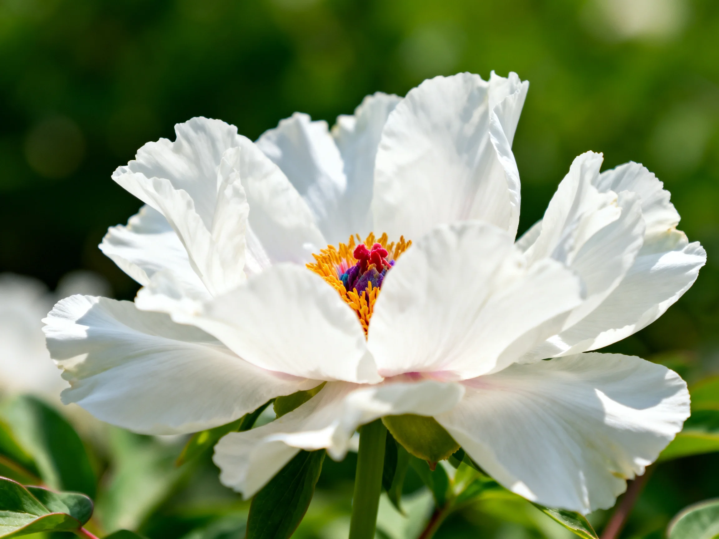 A large white peony with vibrant center blooms in soft daylight