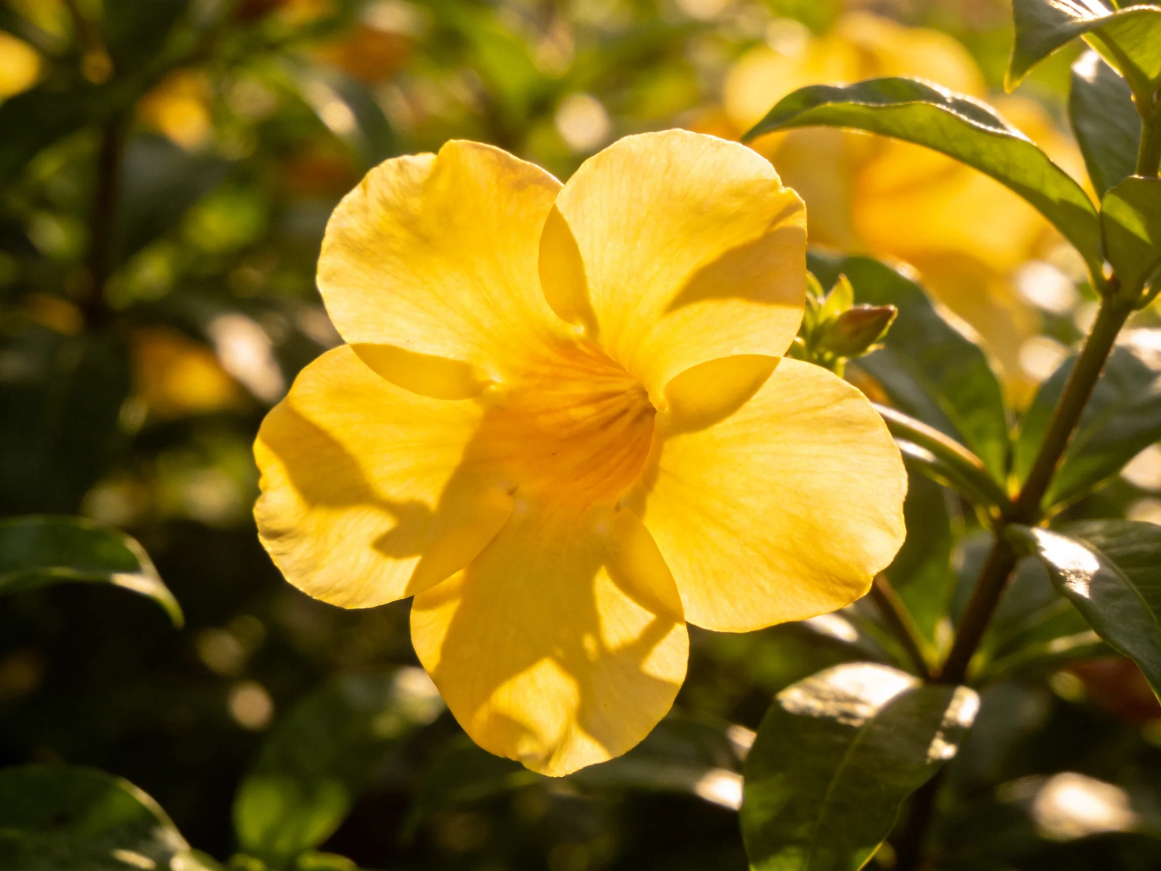 A large yellow flower with broad petals amid green foliage