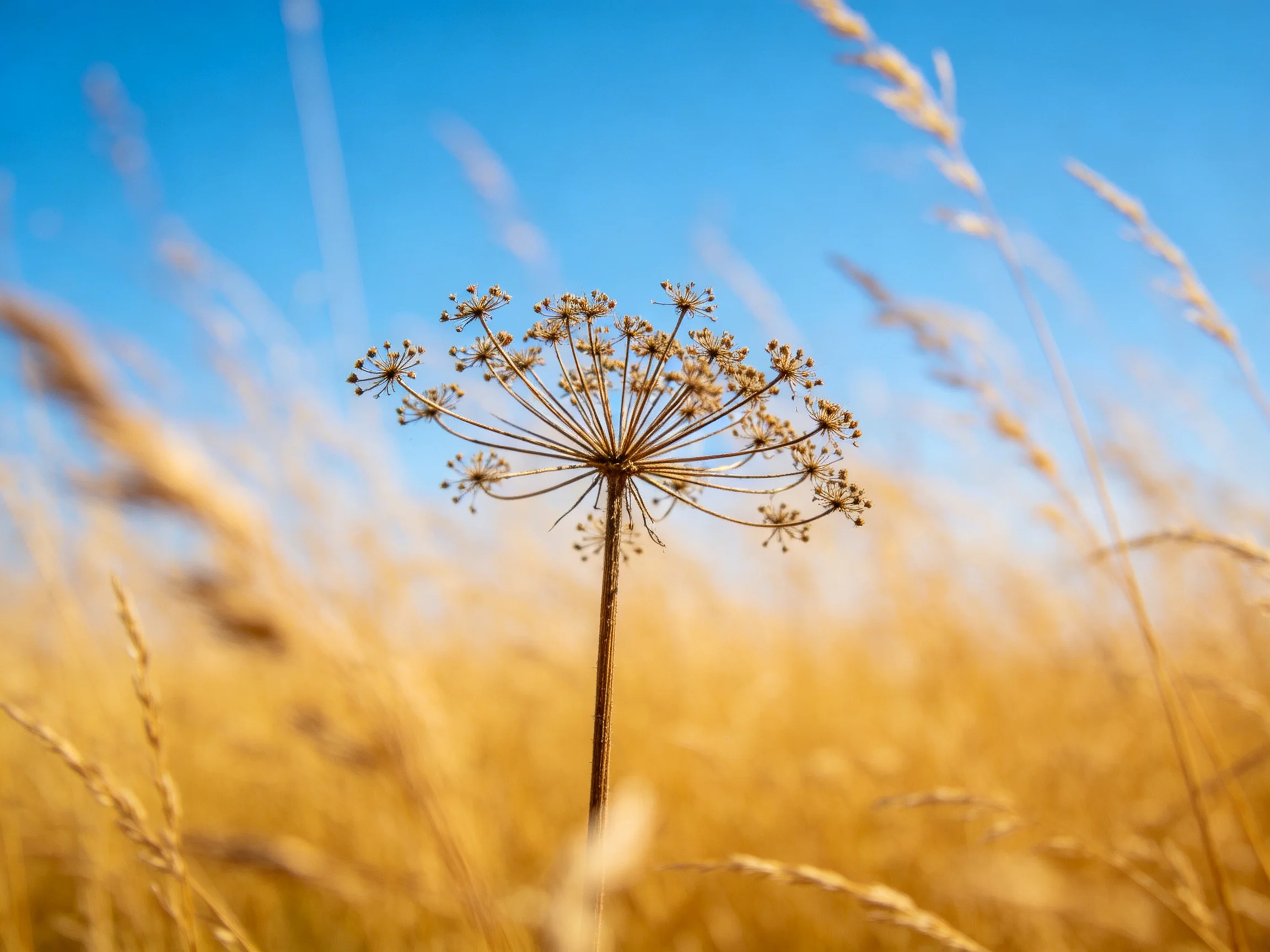A lone wildflower blooms among golden grasses under a vivid blue sky