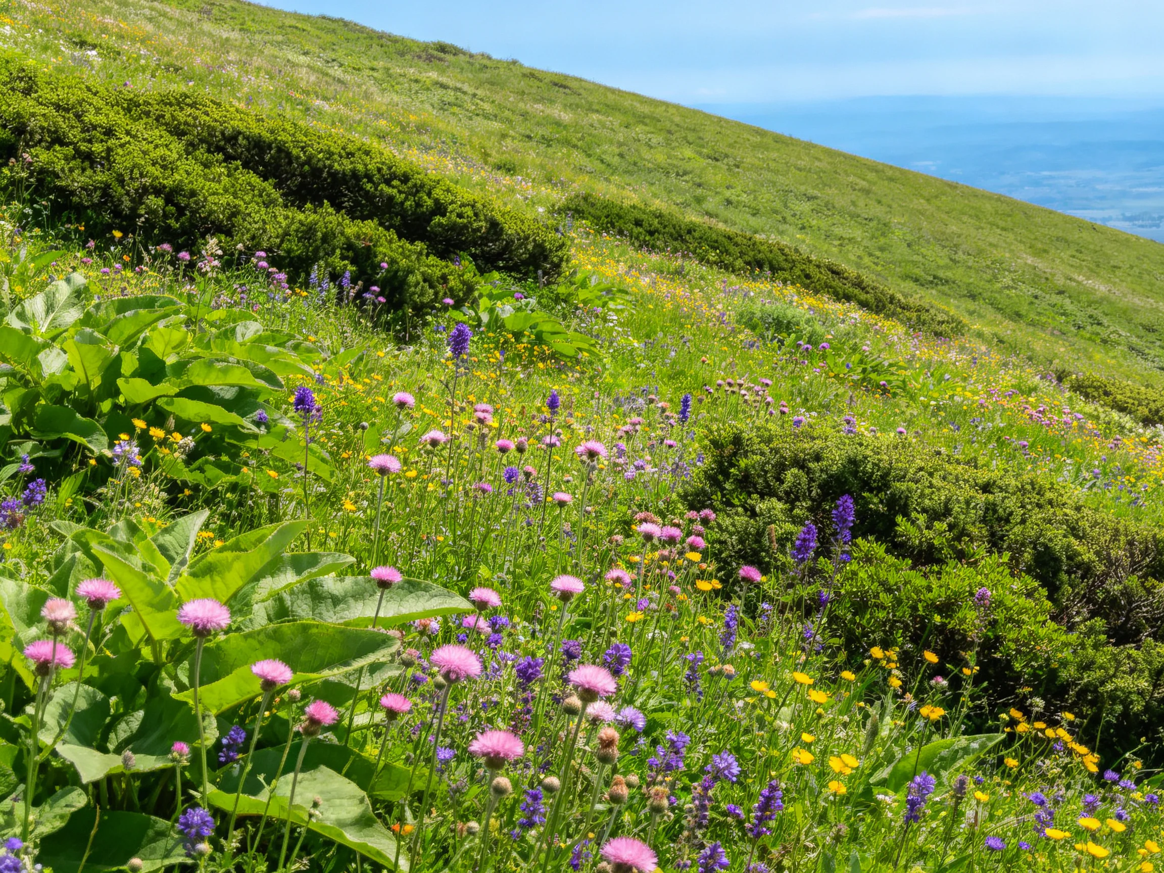 A lush hillside blooming with pink, purple, and yellow wildflowers