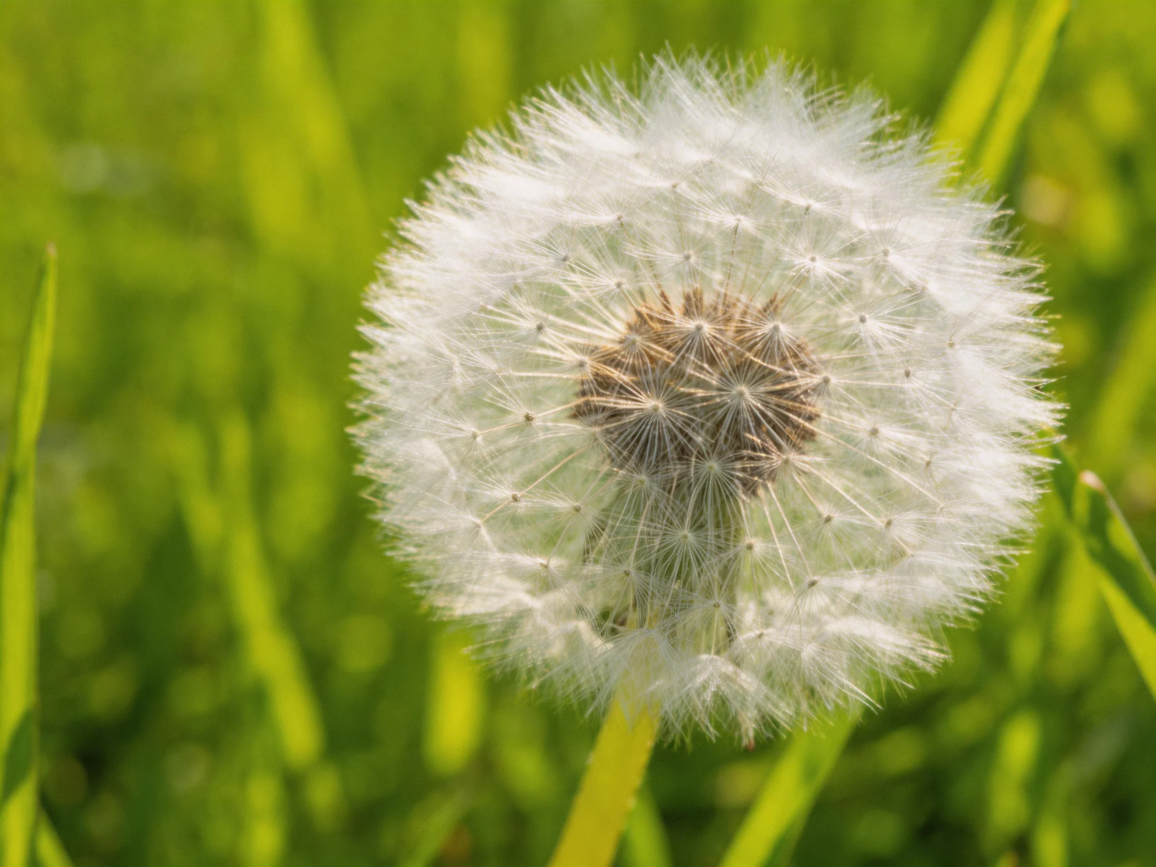 A mature dandelion seed head amidst vibrant green foliage