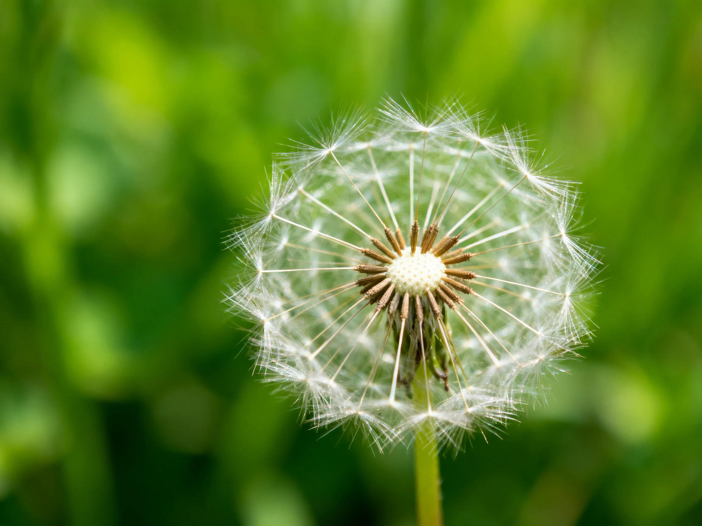 A mature dandelion seed head occupies the center of the image, with its delicate white