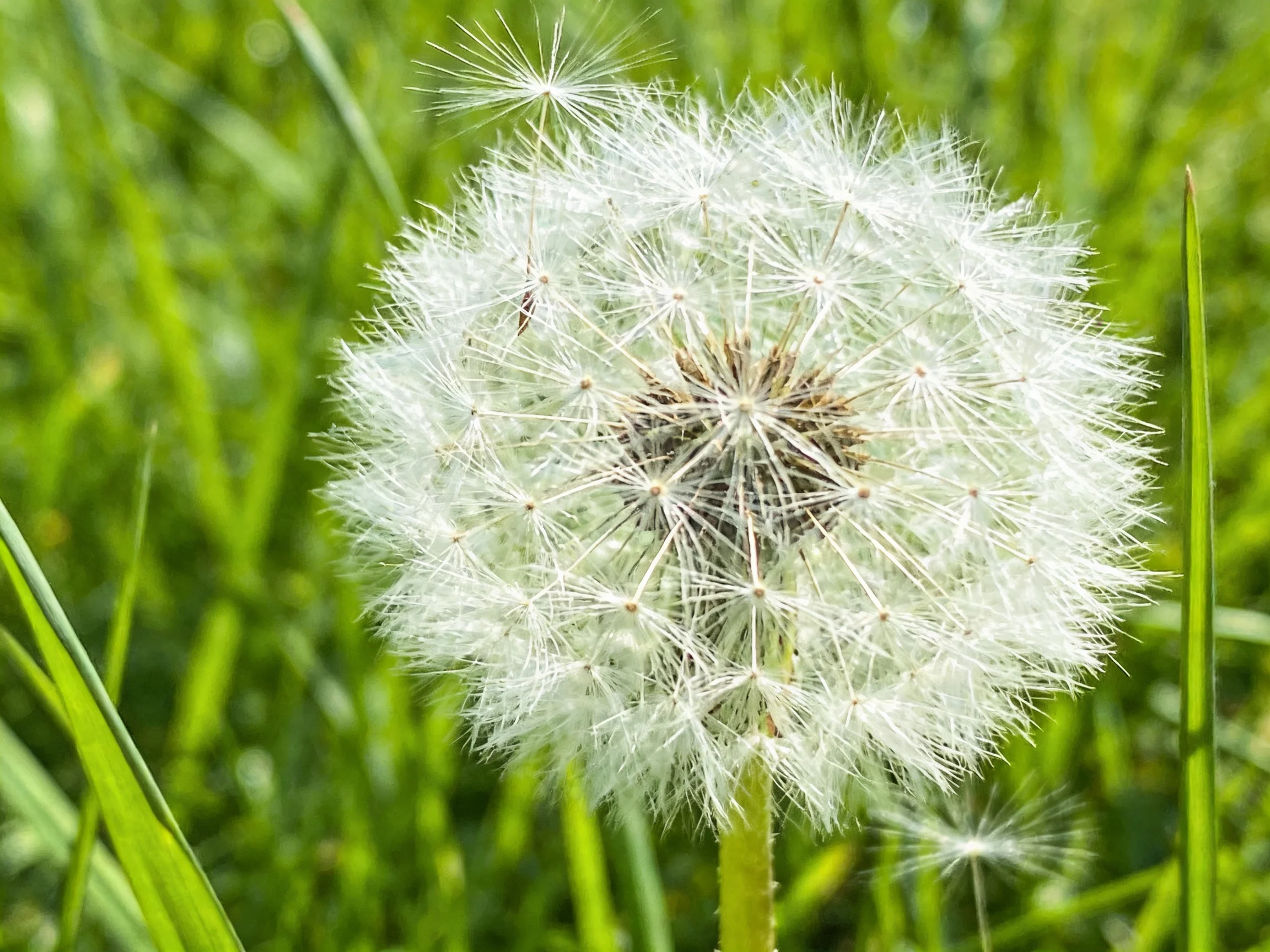 A mature dandelion seed head surrounded by lush green grass