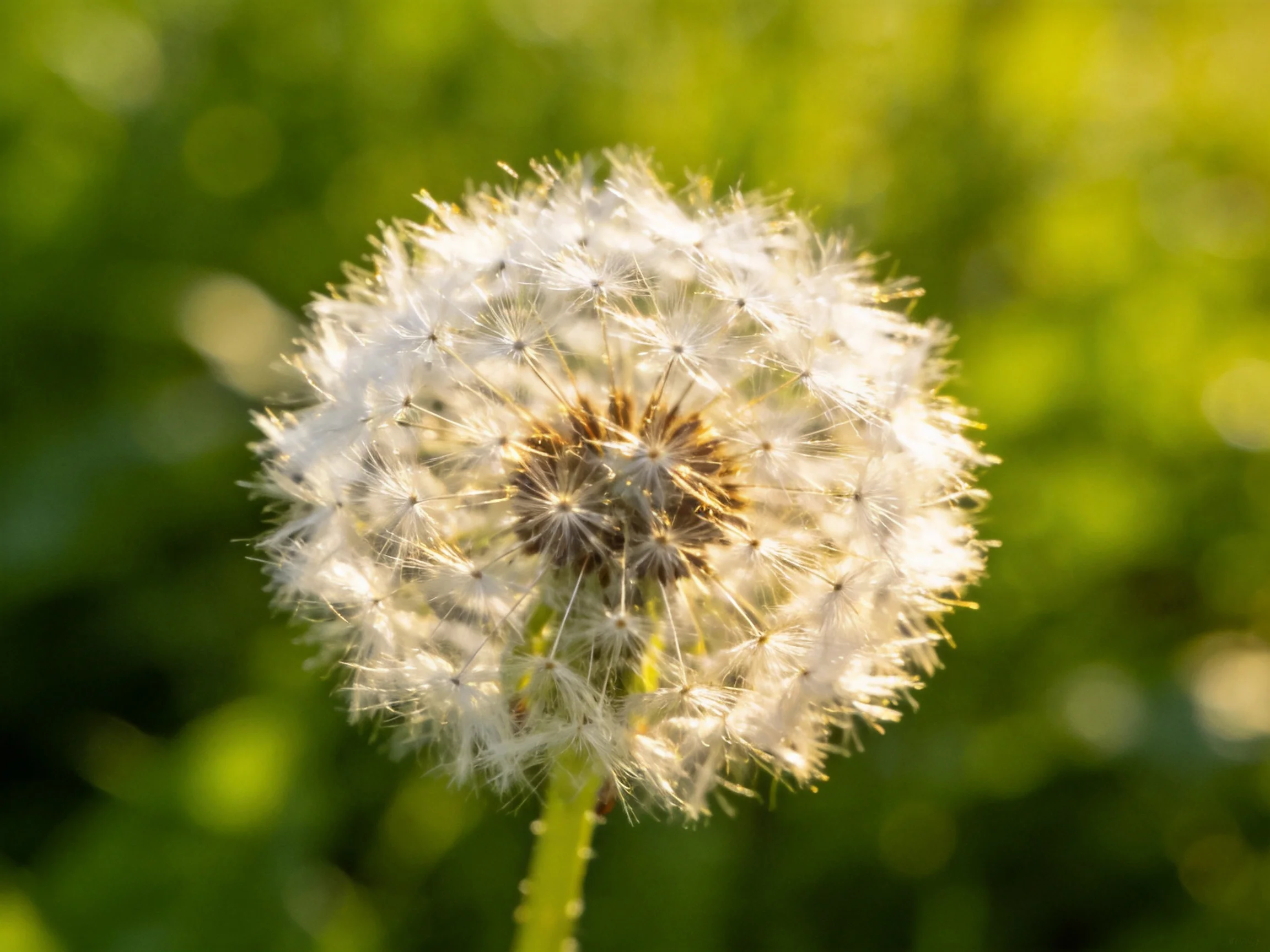 A mature dandelion seed head with delicate white filaments against a blurred green backdrop