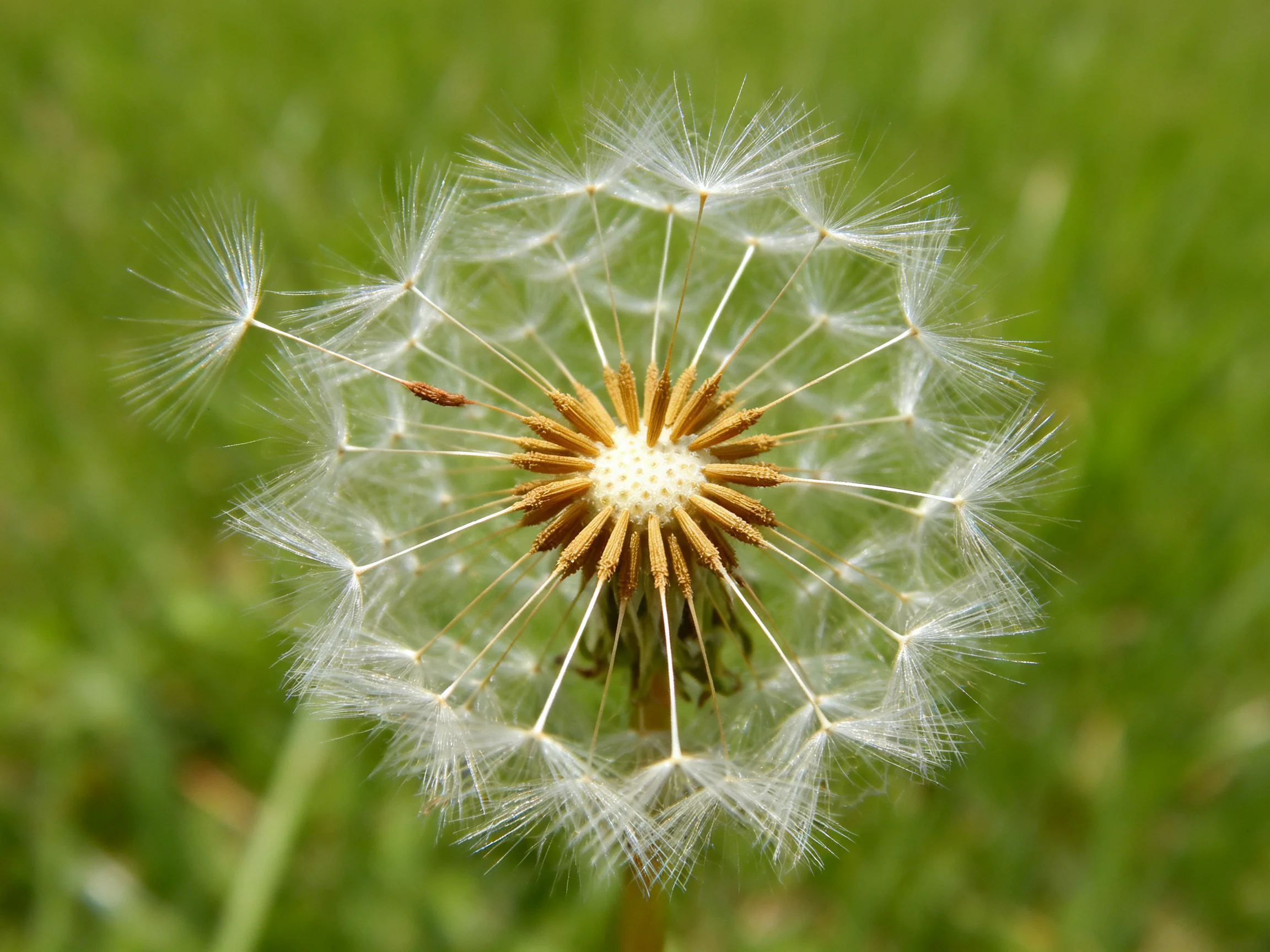 A mature dandelion seed head with delicate white filaments against green grass