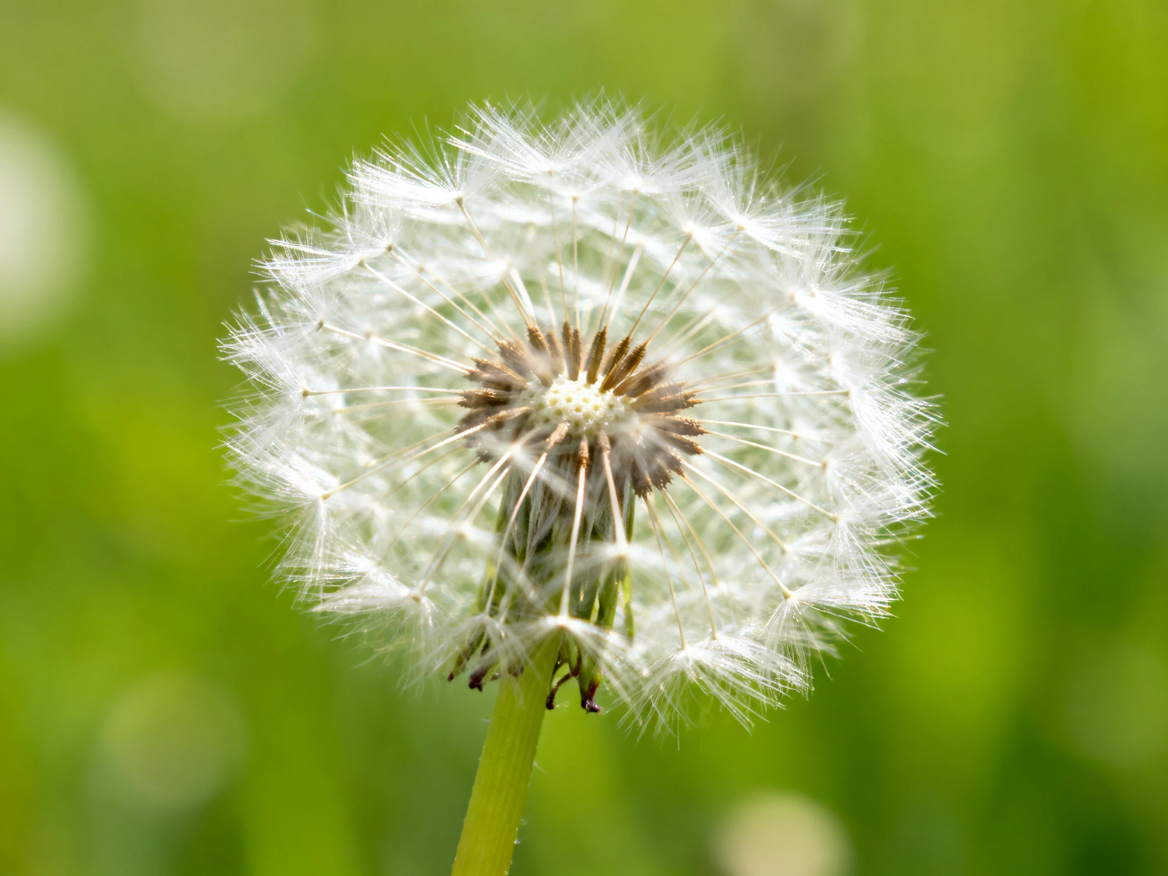 A mature dandelion seed head with delicate white filaments against lush green foliage