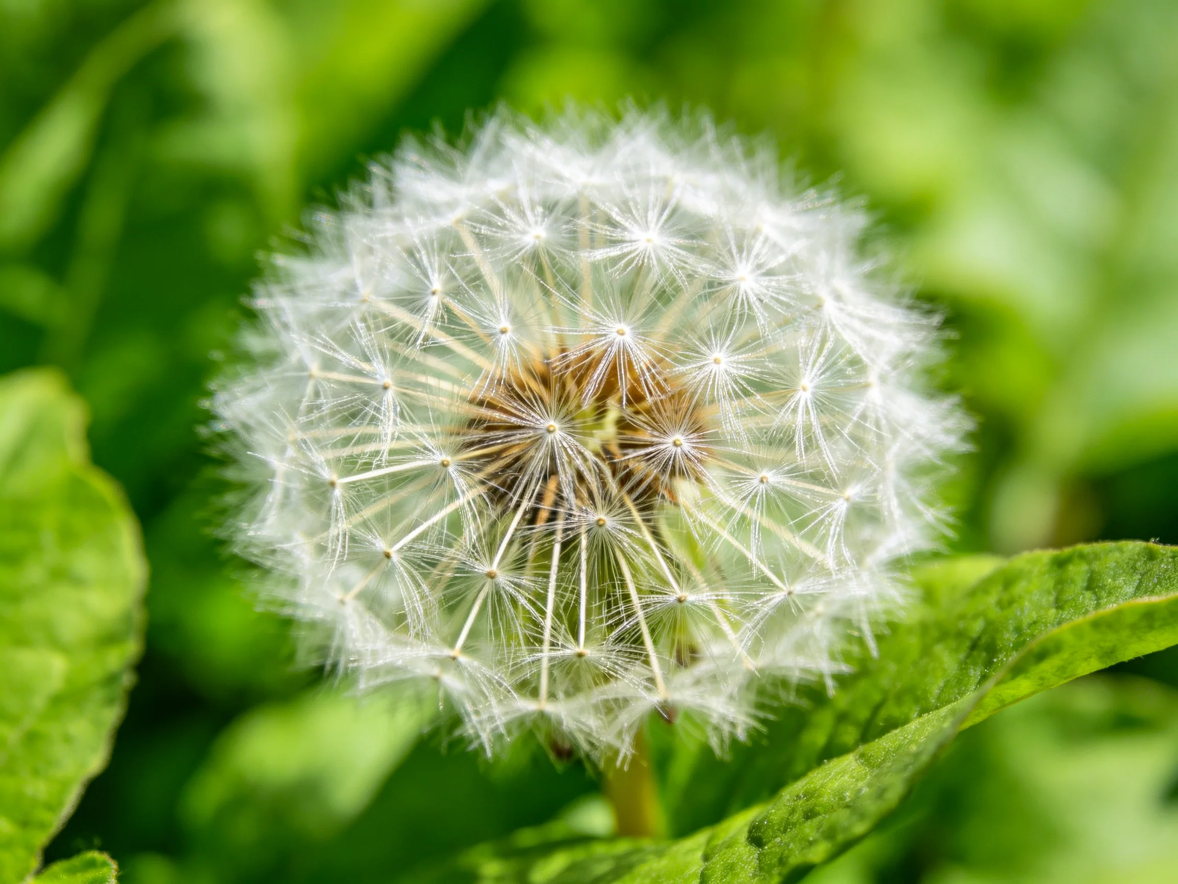 A mature dandelion seed head with delicate white filaments against lush green foliage