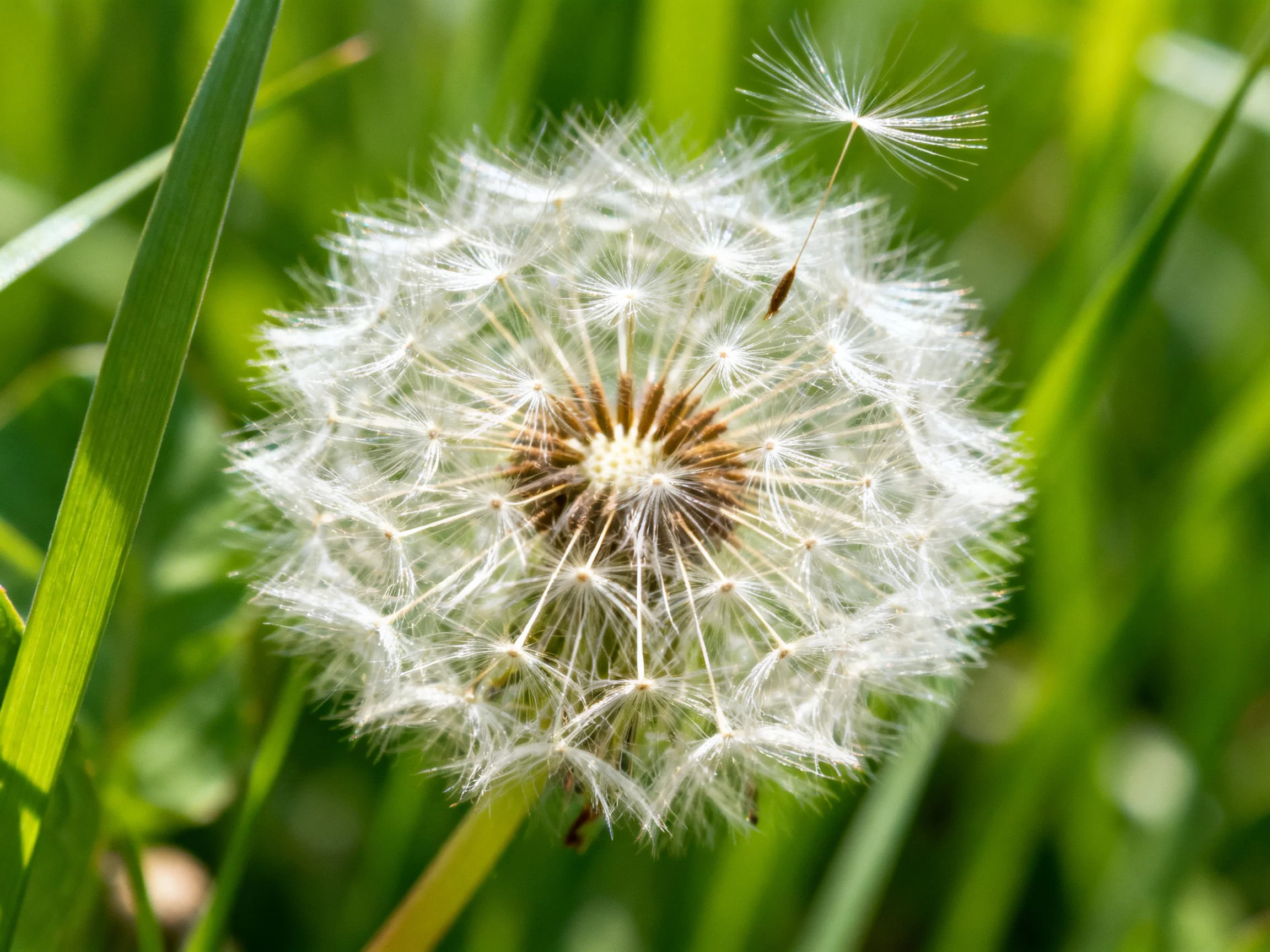 A mature dandelion seed head with delicate white filaments among lush green blades