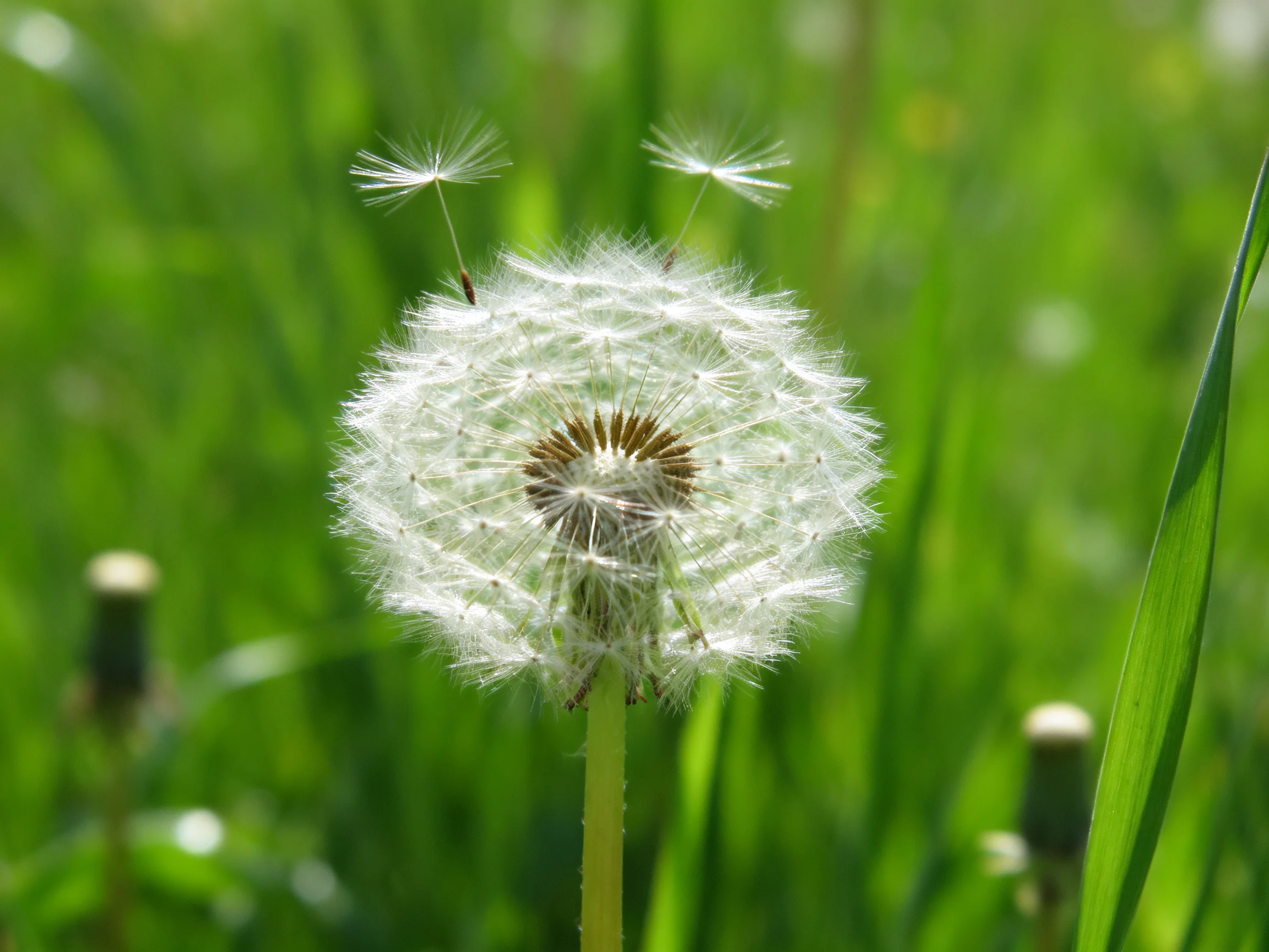 A mature dandelion with white seed heads amid lush green grass