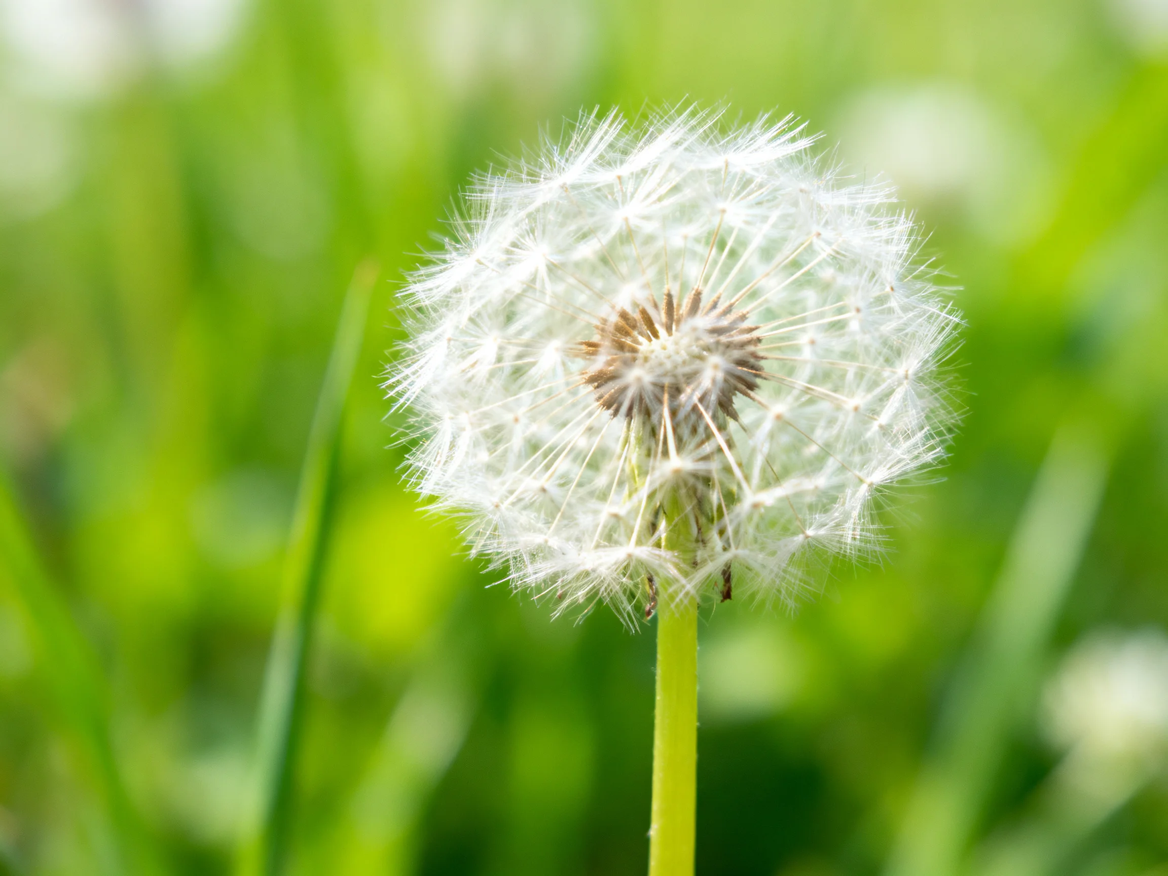 A mature white dandelion seed head against vibrant green foliage
