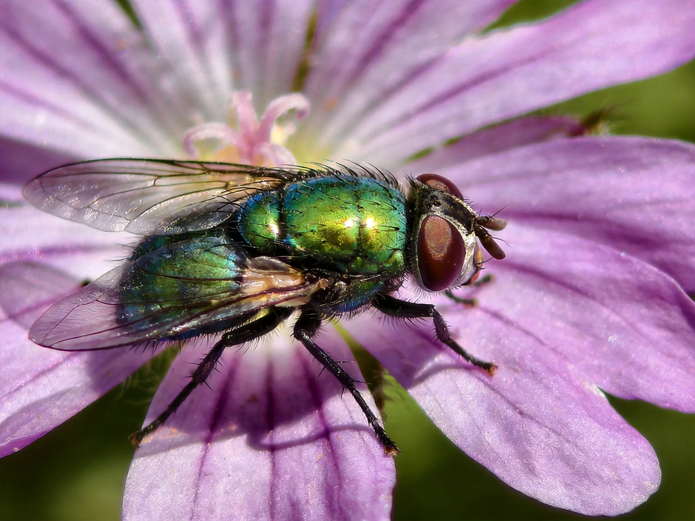 A metallic green fly perches on a vibrant purple flower