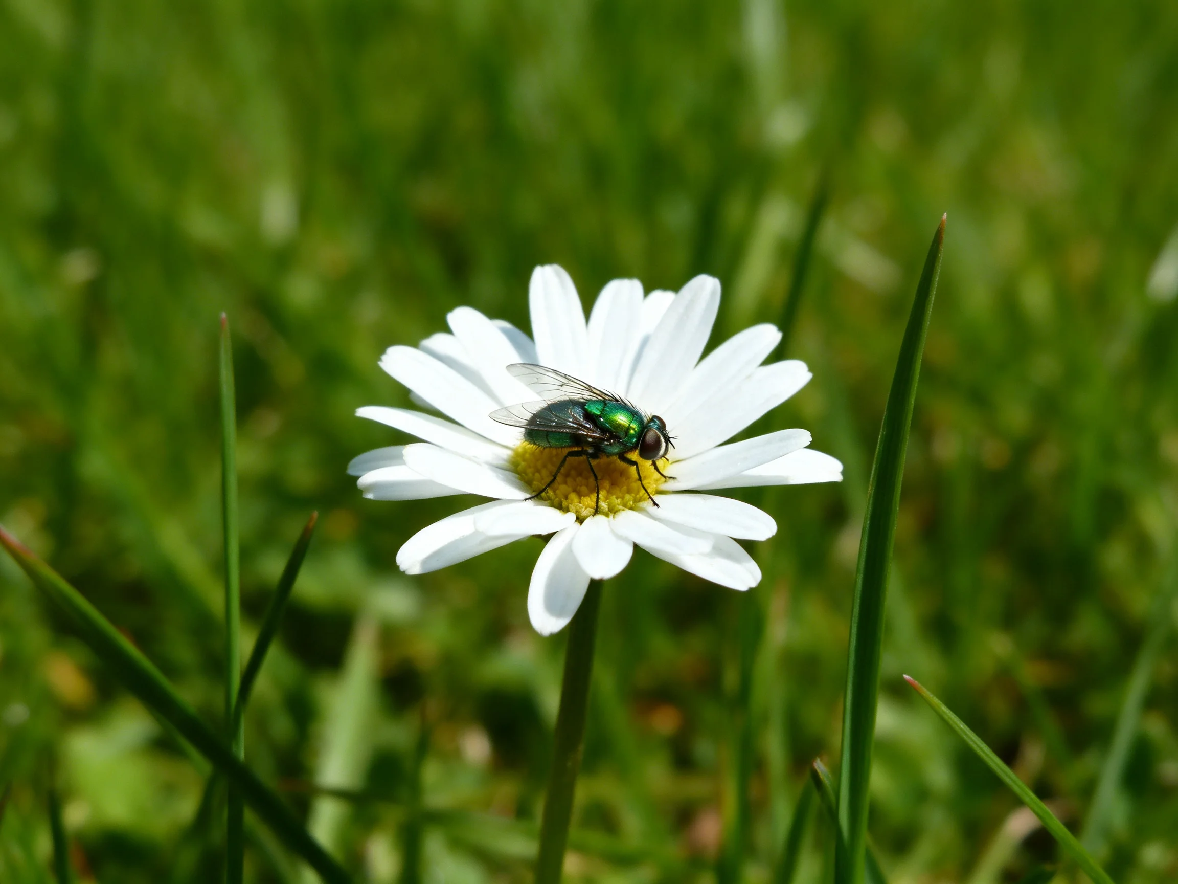 A metallic green fly perches on a white daisy amid lush green grass