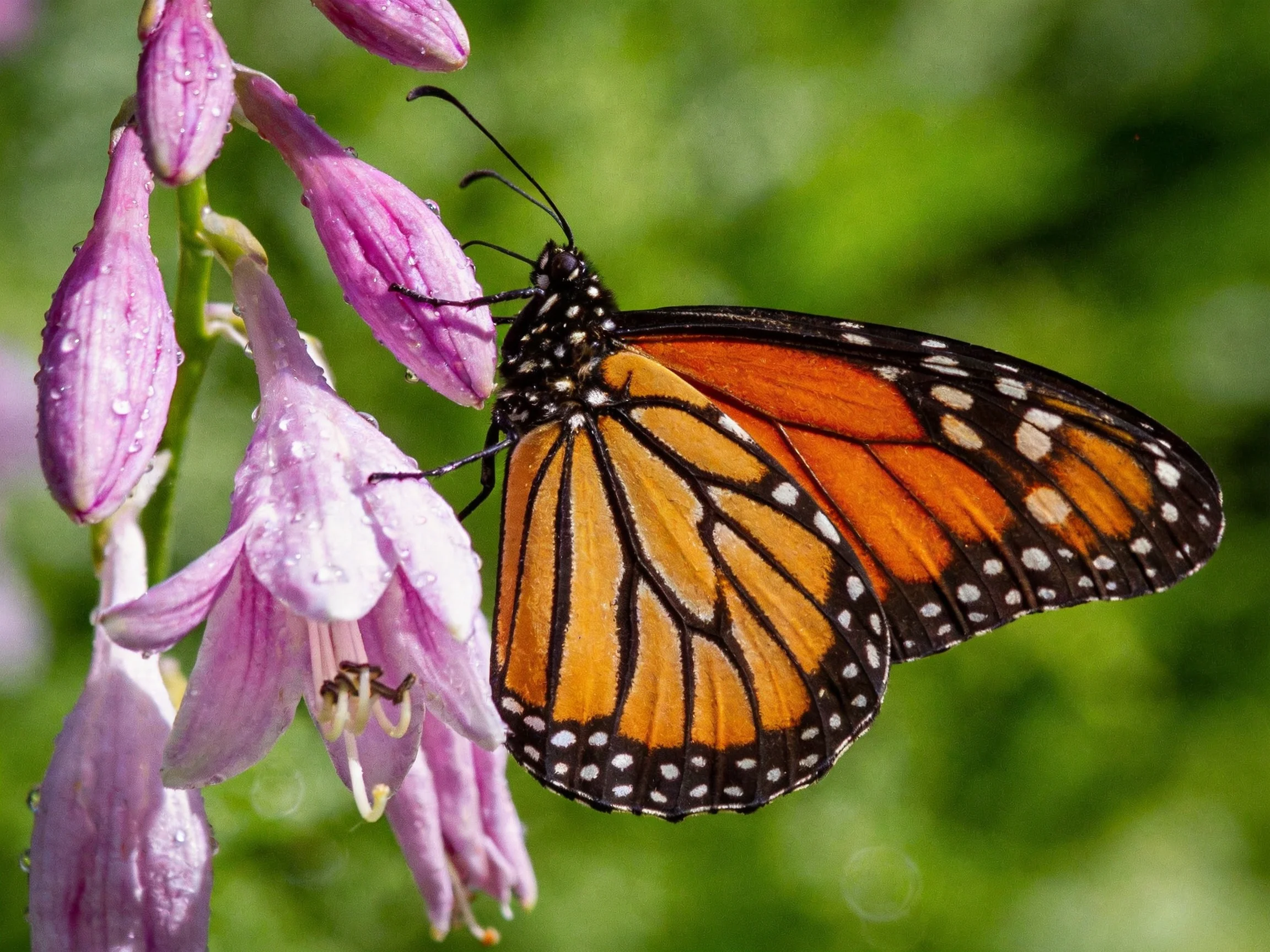 A monarch butterfly perched on dewy purple flowers against agreen backdrop
