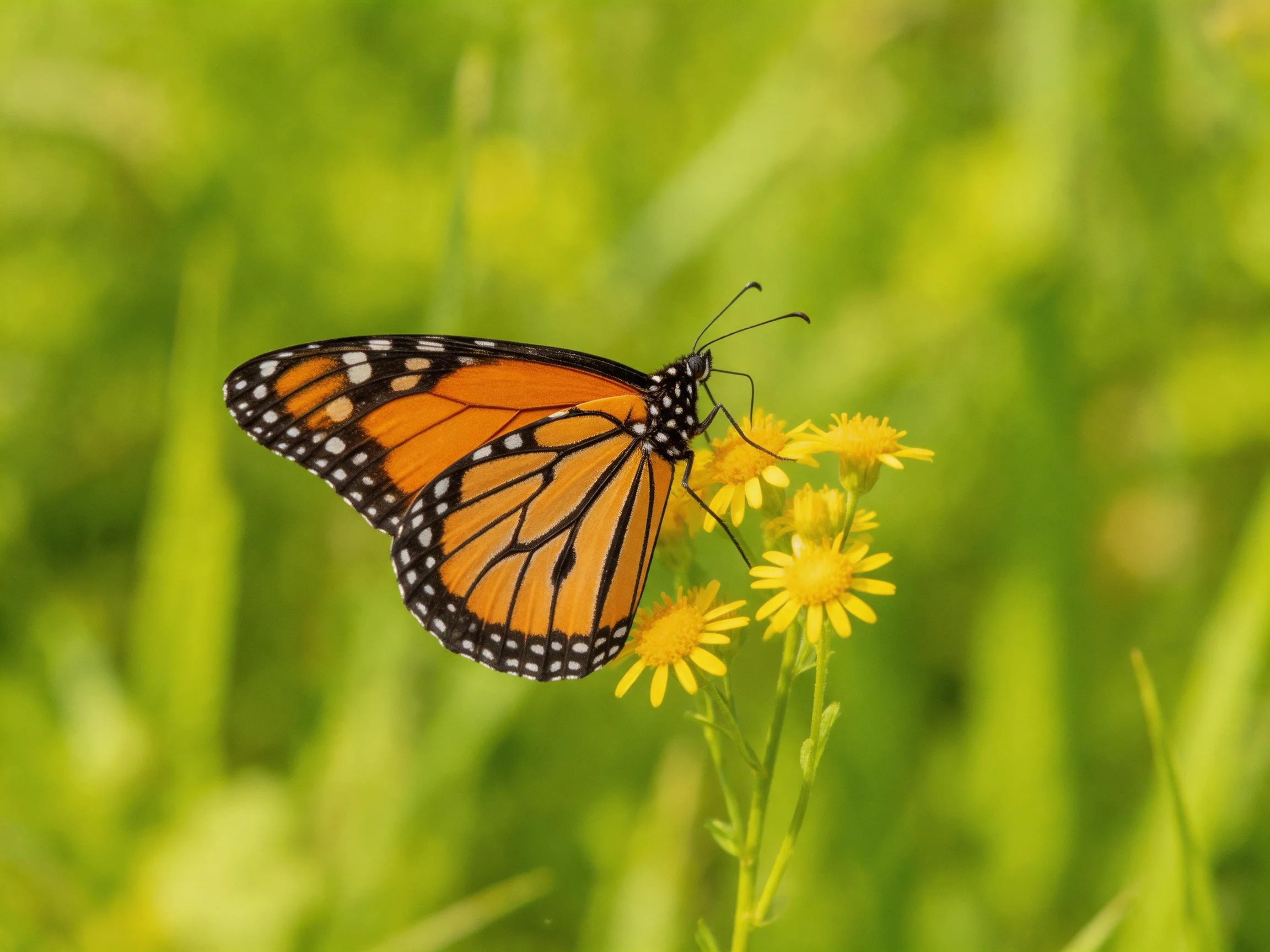A monarch butterfly perched on vibrant yellow flowers amid lush greenery