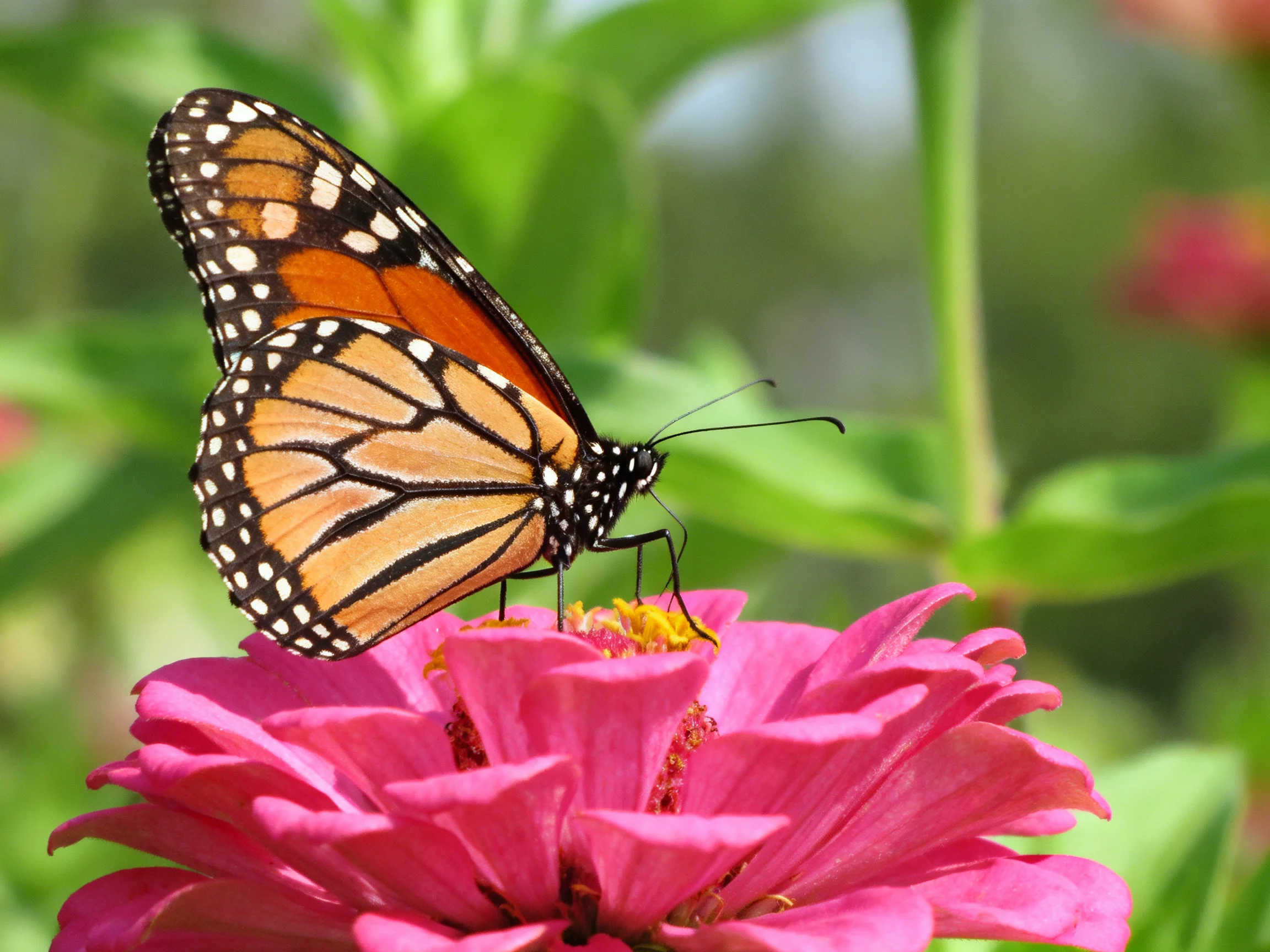 A monarch butterfly perches on a vivid pink zinnia blossom