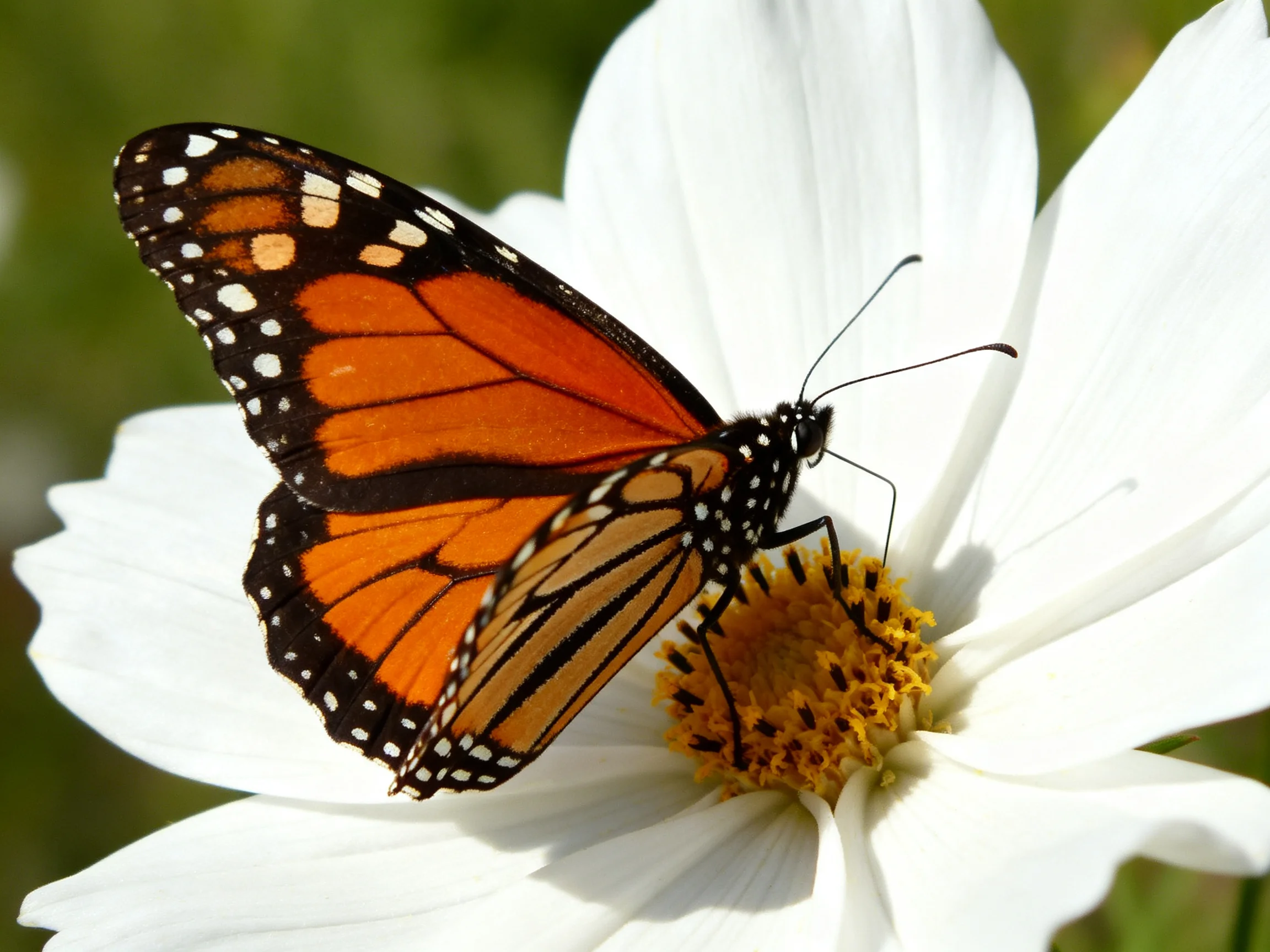 A monarch butterfly rests on a large white flower with a yellow center