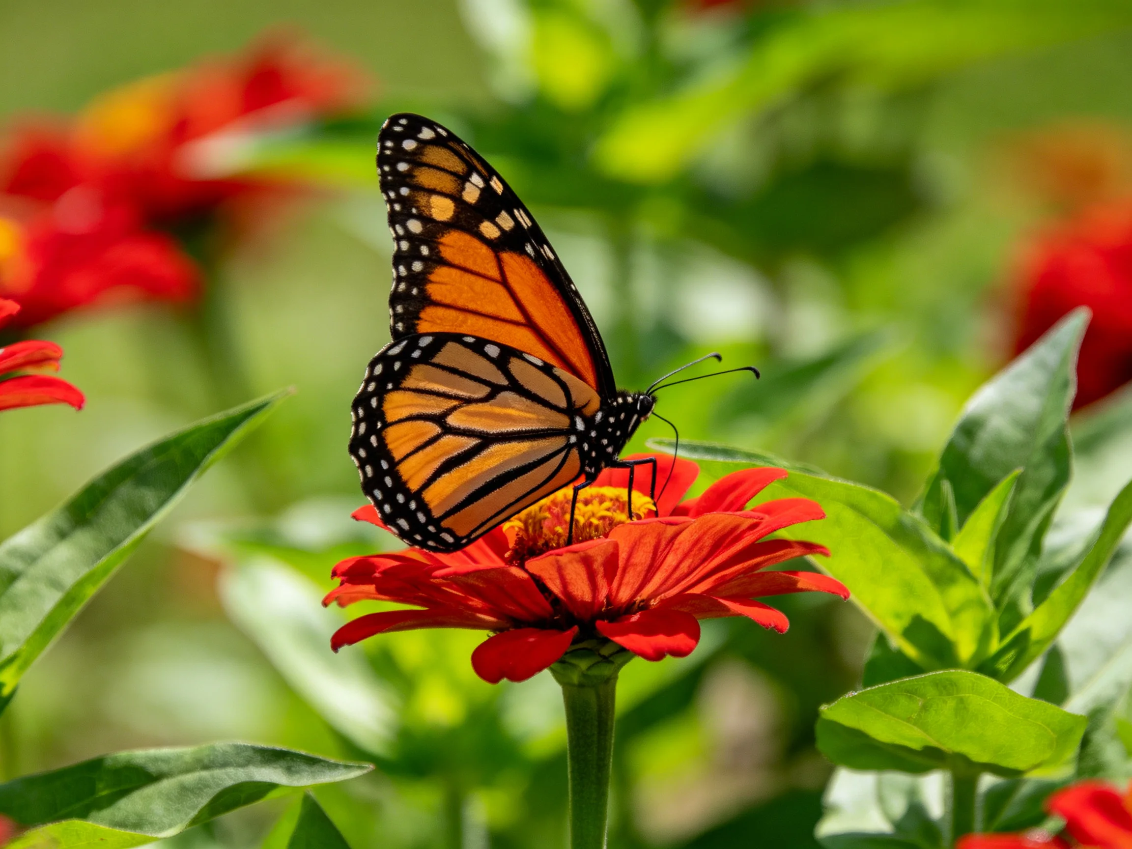 A monarch butterfly rests on a vibrant red flower amid lush green foliage