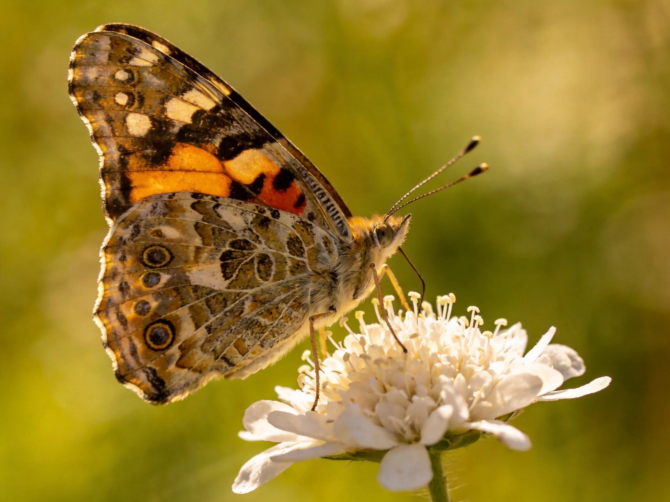 A multicolored butterfly perched on a white flower with blurred green backdrop