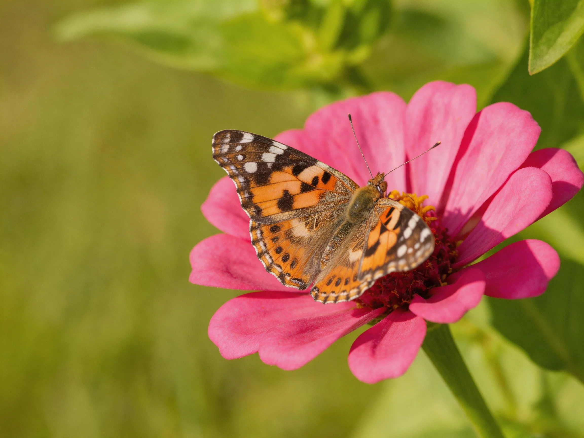A painted lady butterfly rests on a vibrant pink zinnia flower