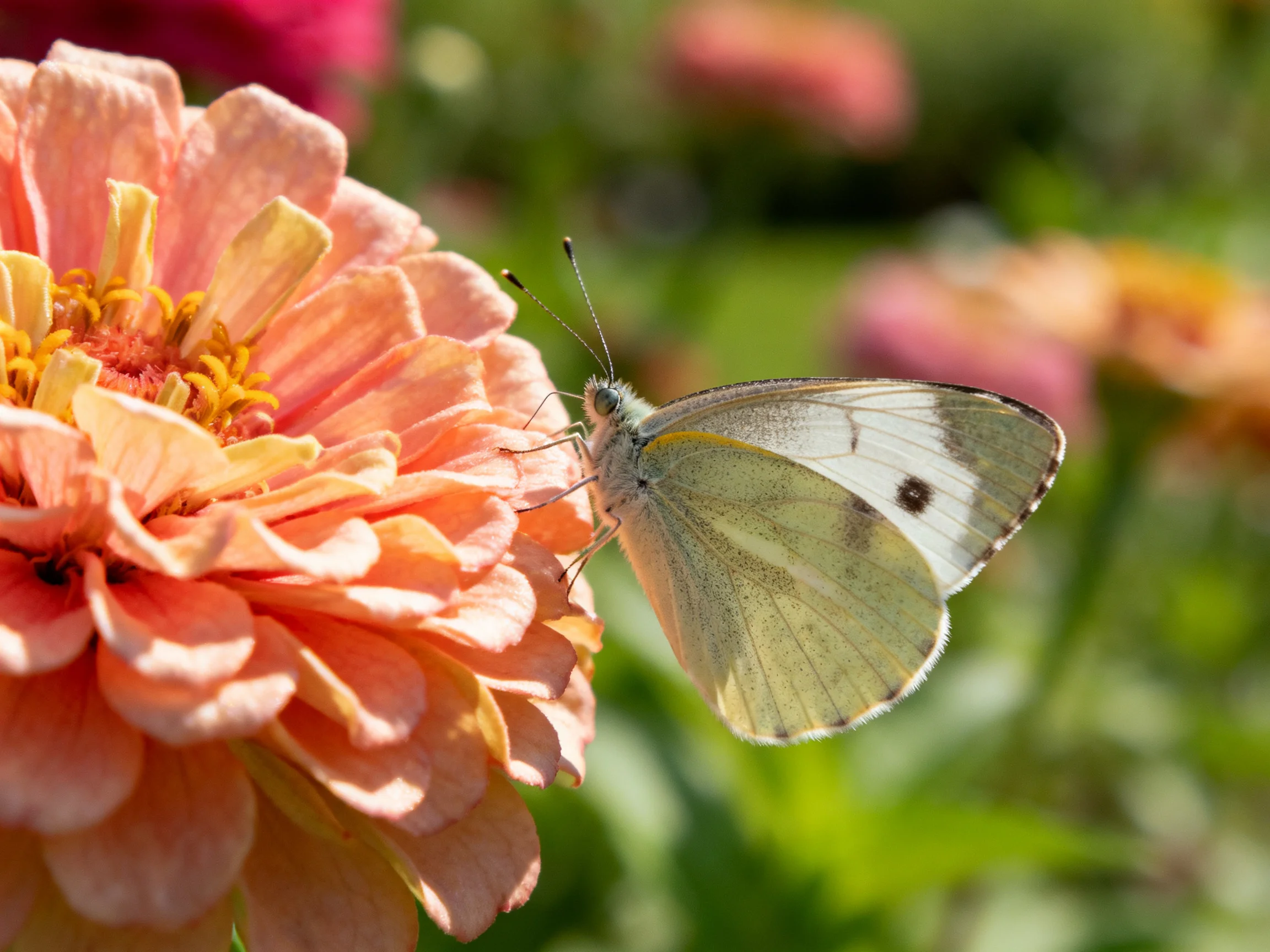 A pale butterfly perches on a large orange zinnia flower