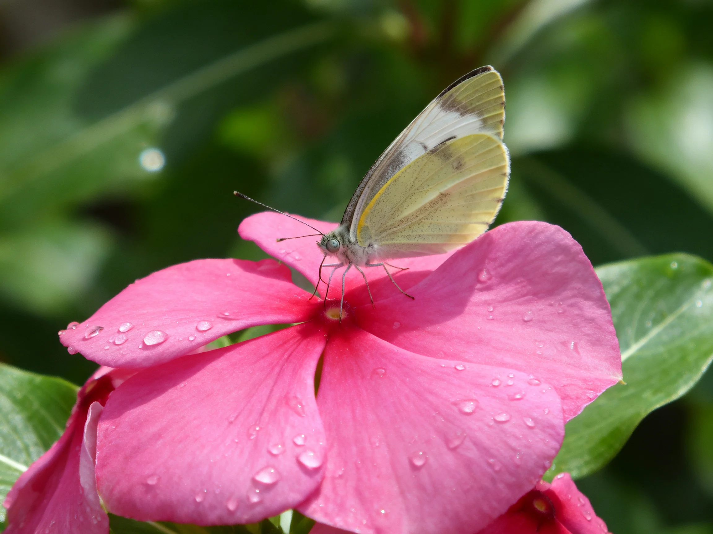 A pale yellow butterfly perches on a vibrant pink flower with dew drops
