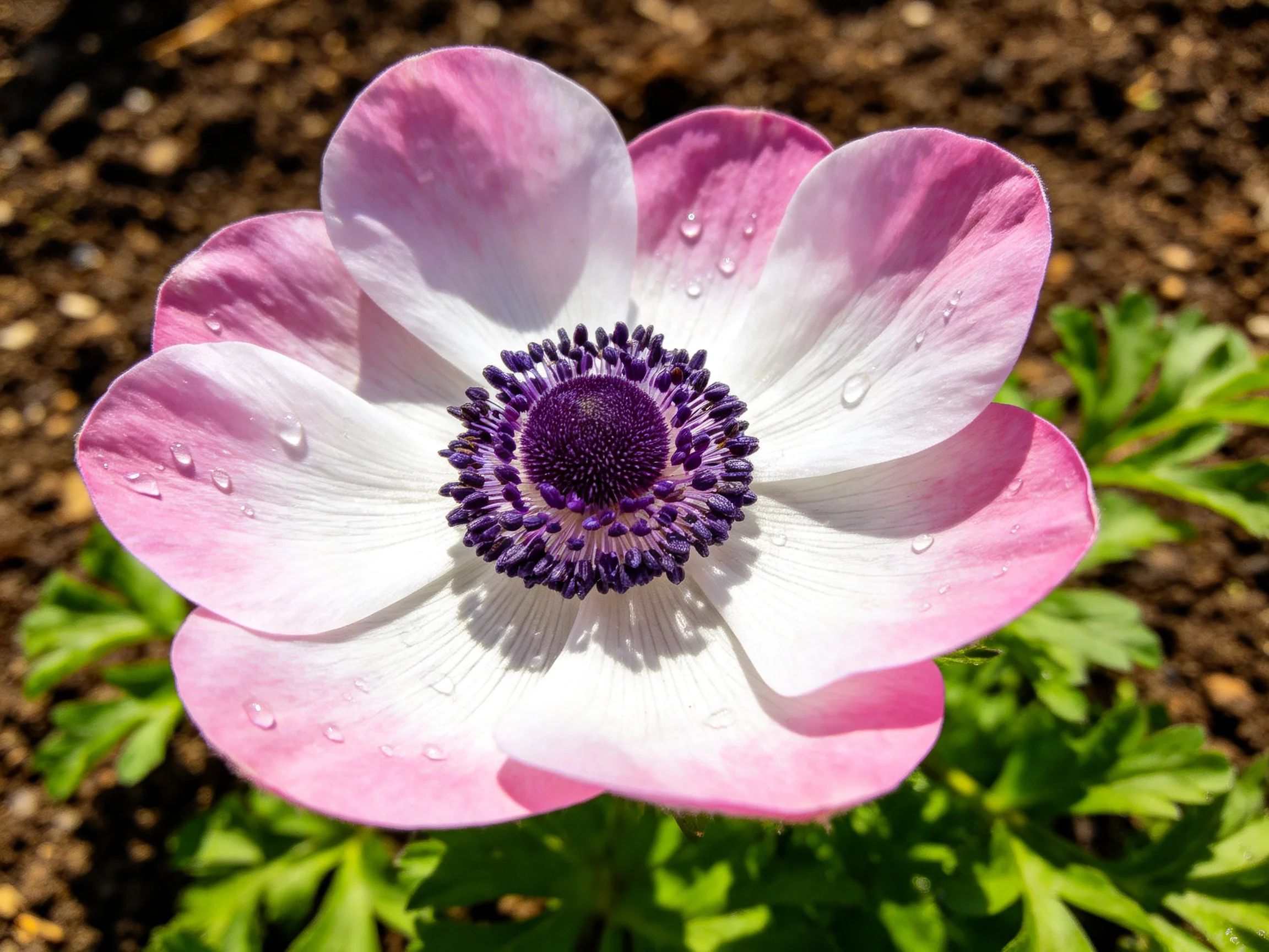 A pink-and-white anemone with purple center and water droplets