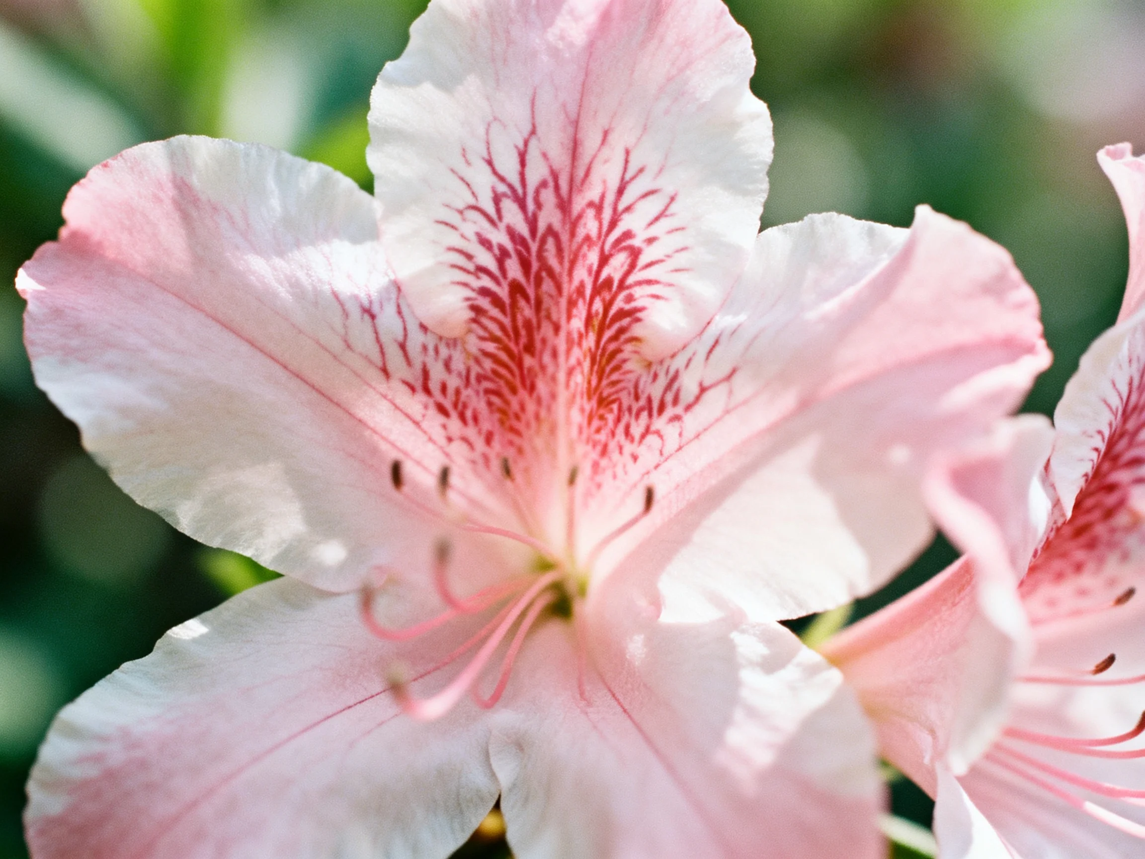 A pink and white azalea with intricate red petal markings