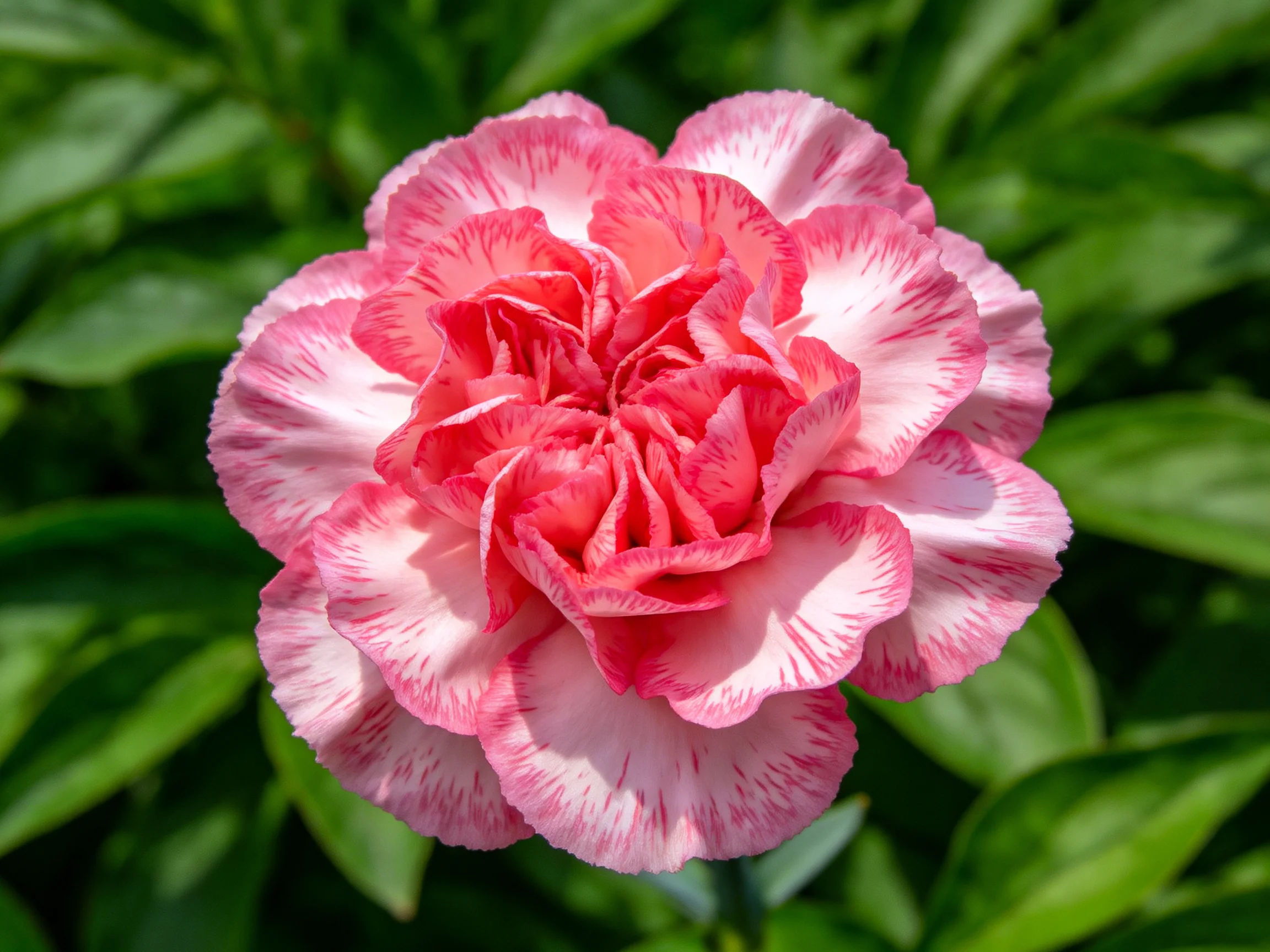 A pink and white carnation blooms amid lush green leaves.