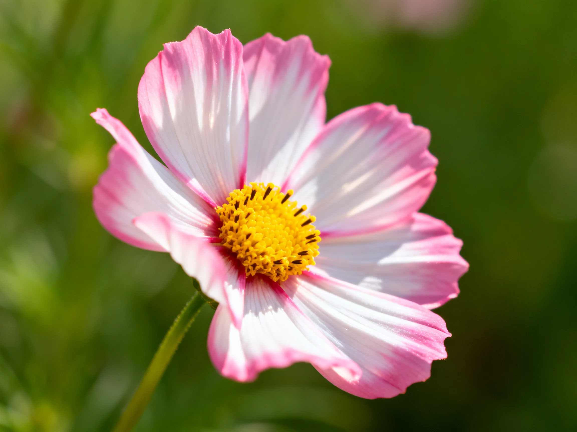 A pink-and-white cosmos flower with a yellow center