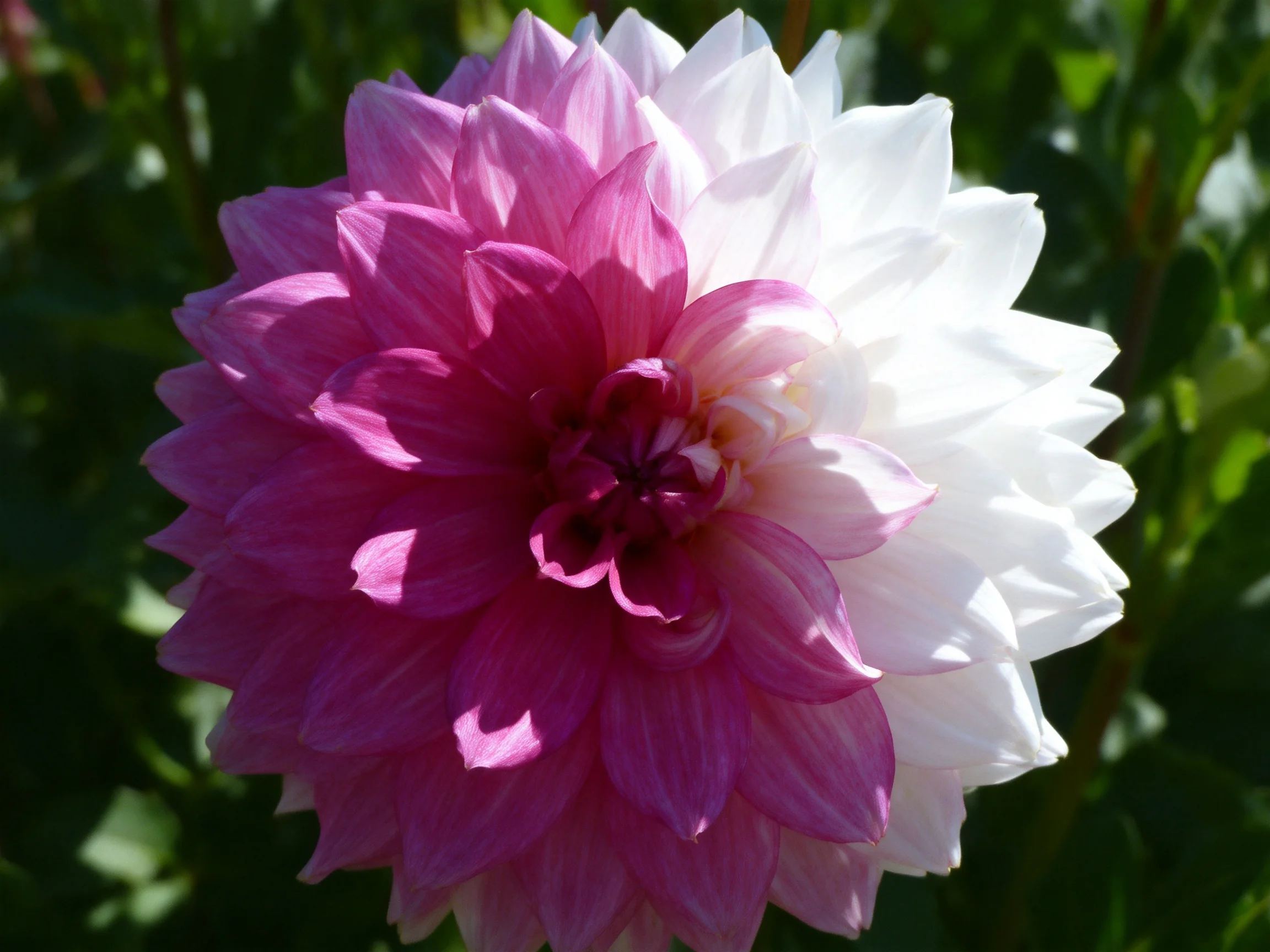 A pink and white dahlia with layered petals