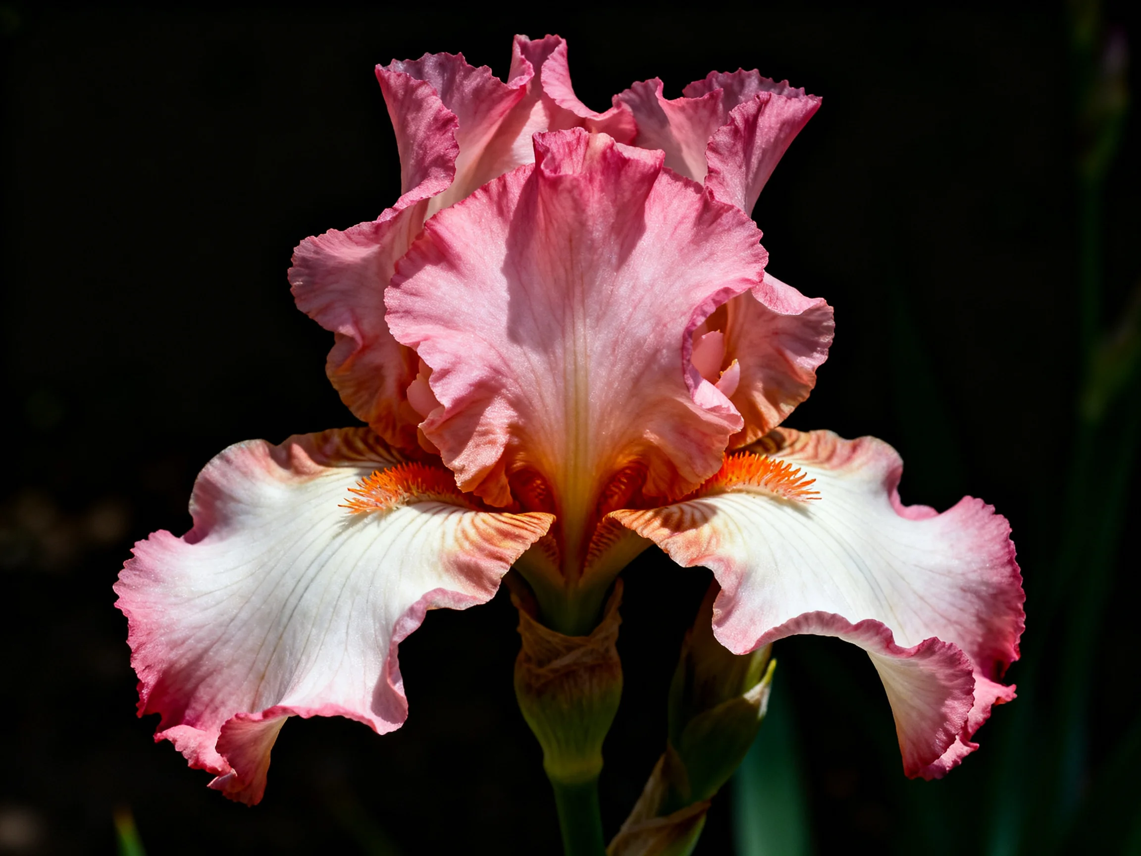 A pink and white iris with ruffled petals and orange accents