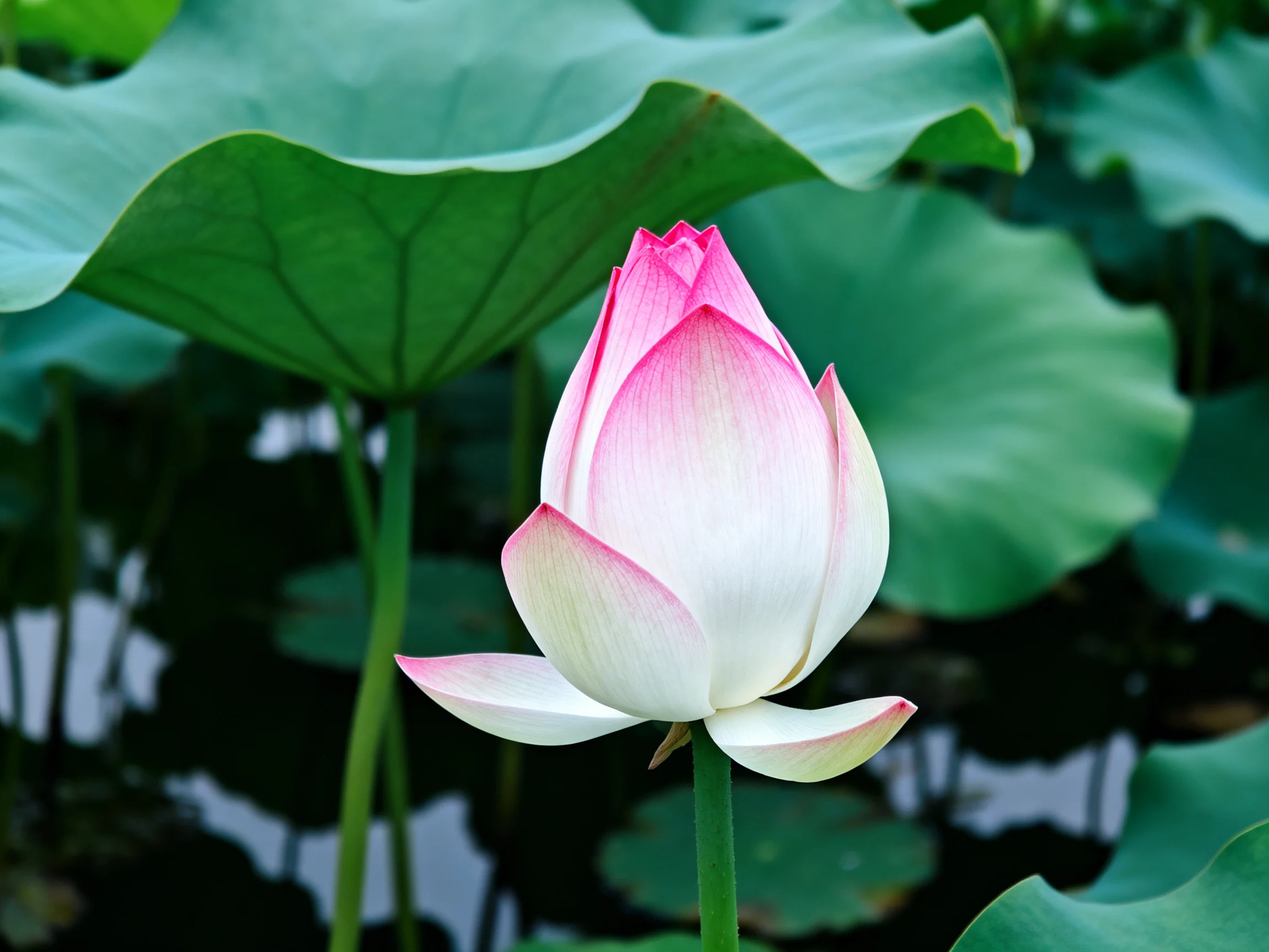 A pink-and-white lotus bud surrounded by large green leaves
