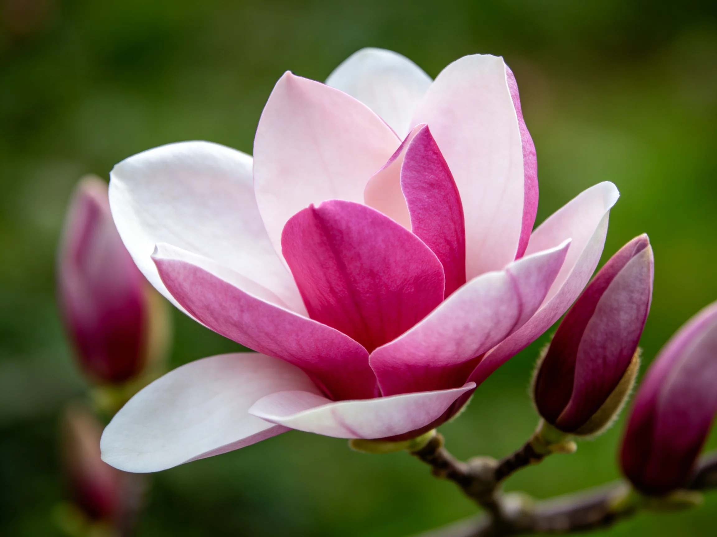 A pink and white magnolia flower with multiple buds