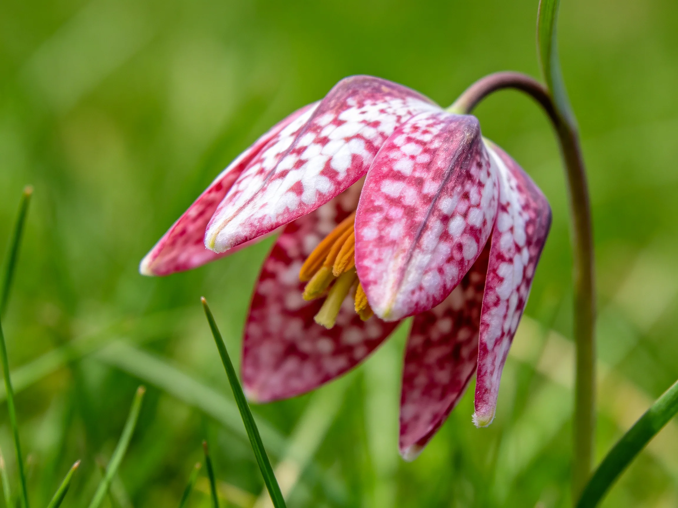 A pink and white speckled flower blooms amid green grass