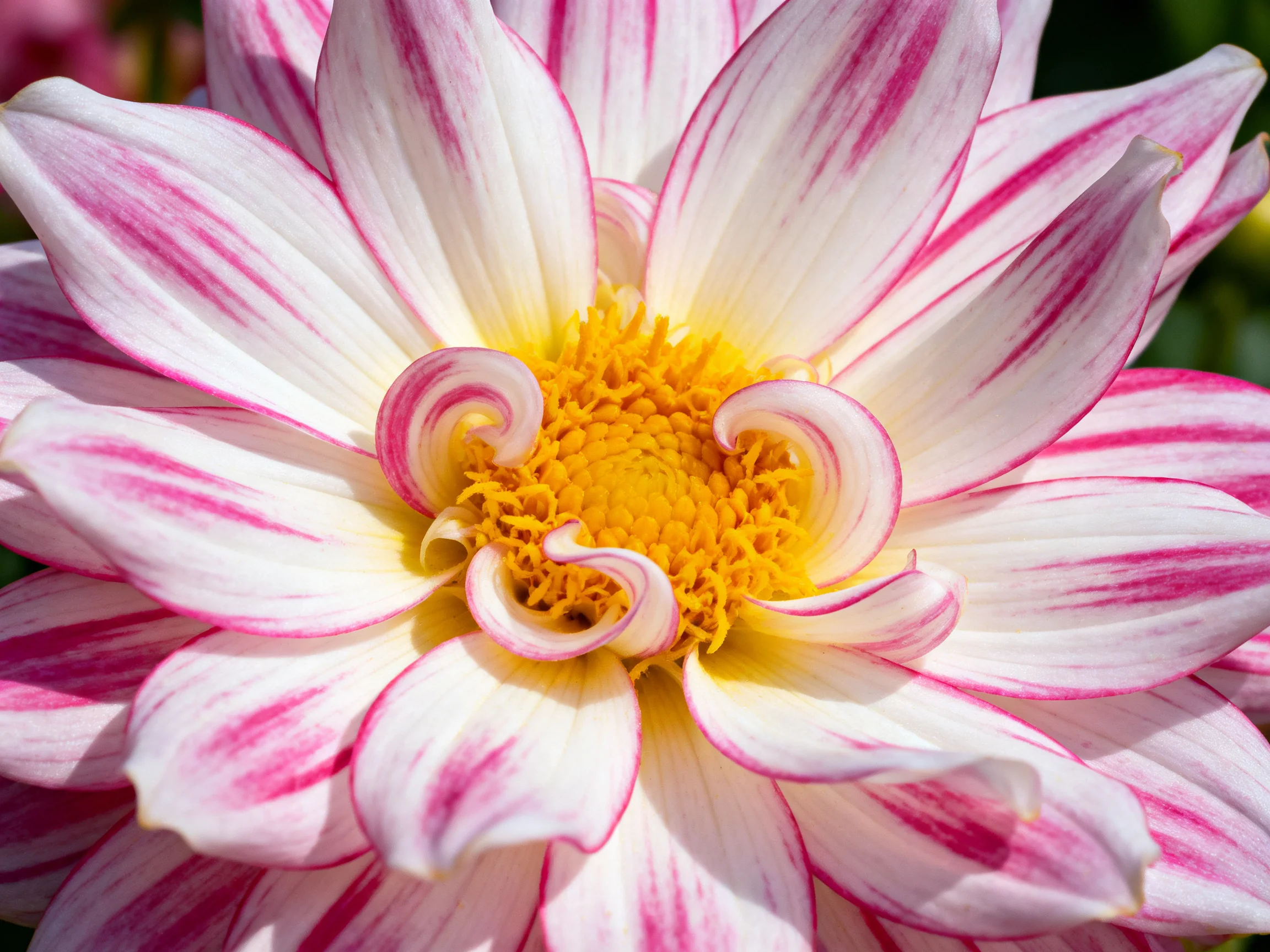 A pink and white striped dahlia with a bright yellow center