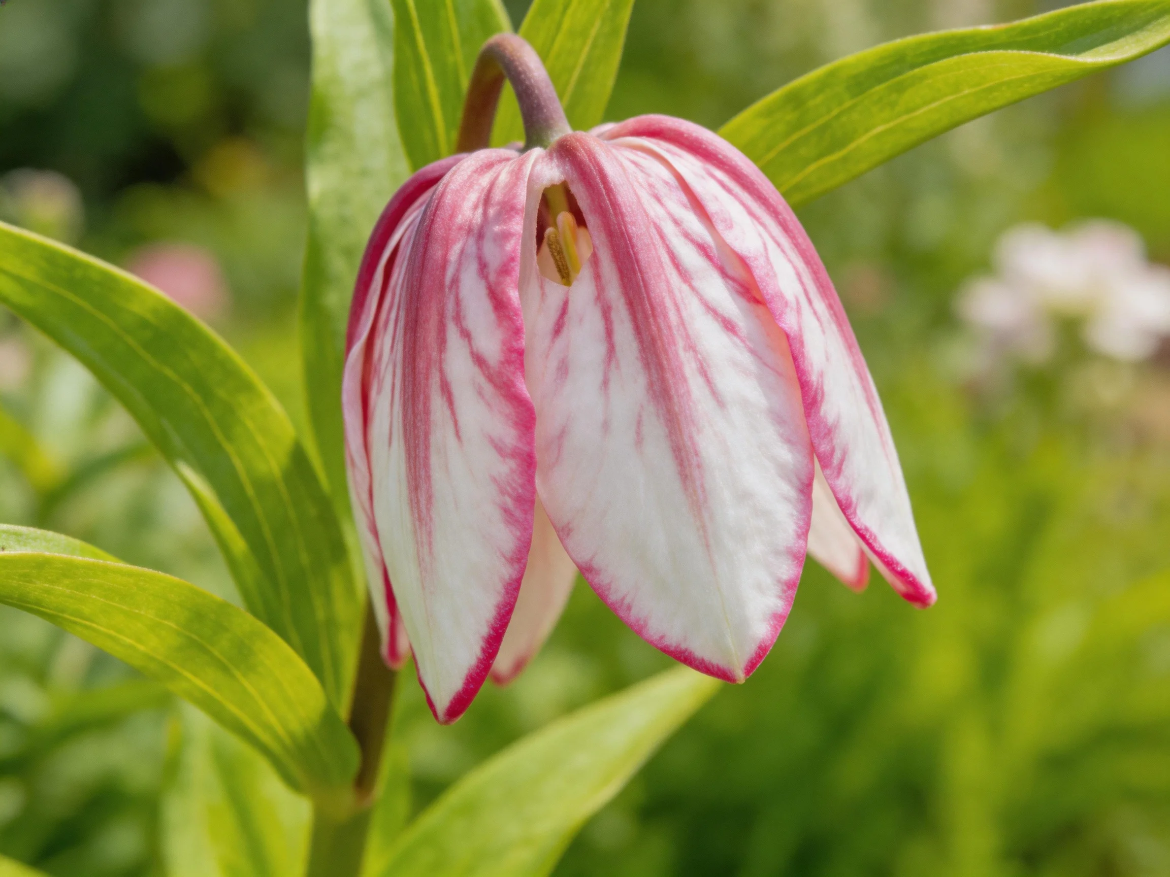 A pink-edged white bellflower with green foliage