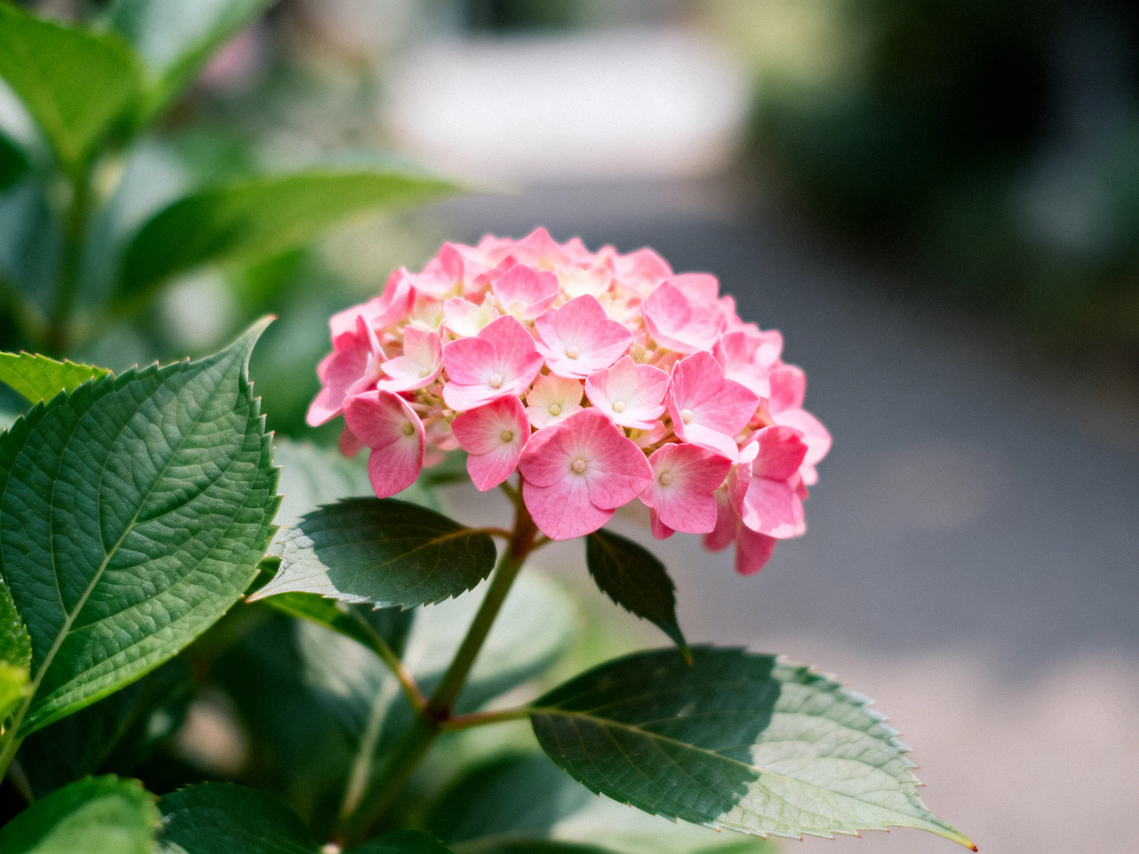 A pink hydrangea cluster with lush green leaves