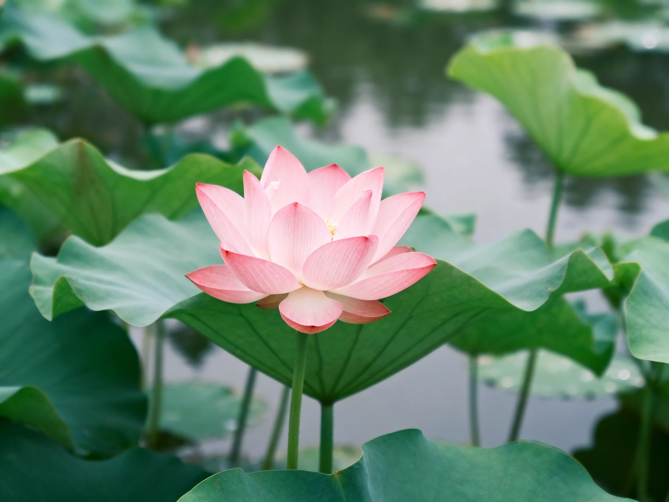 A pink lotus blooms among broad green lily pads near calm water