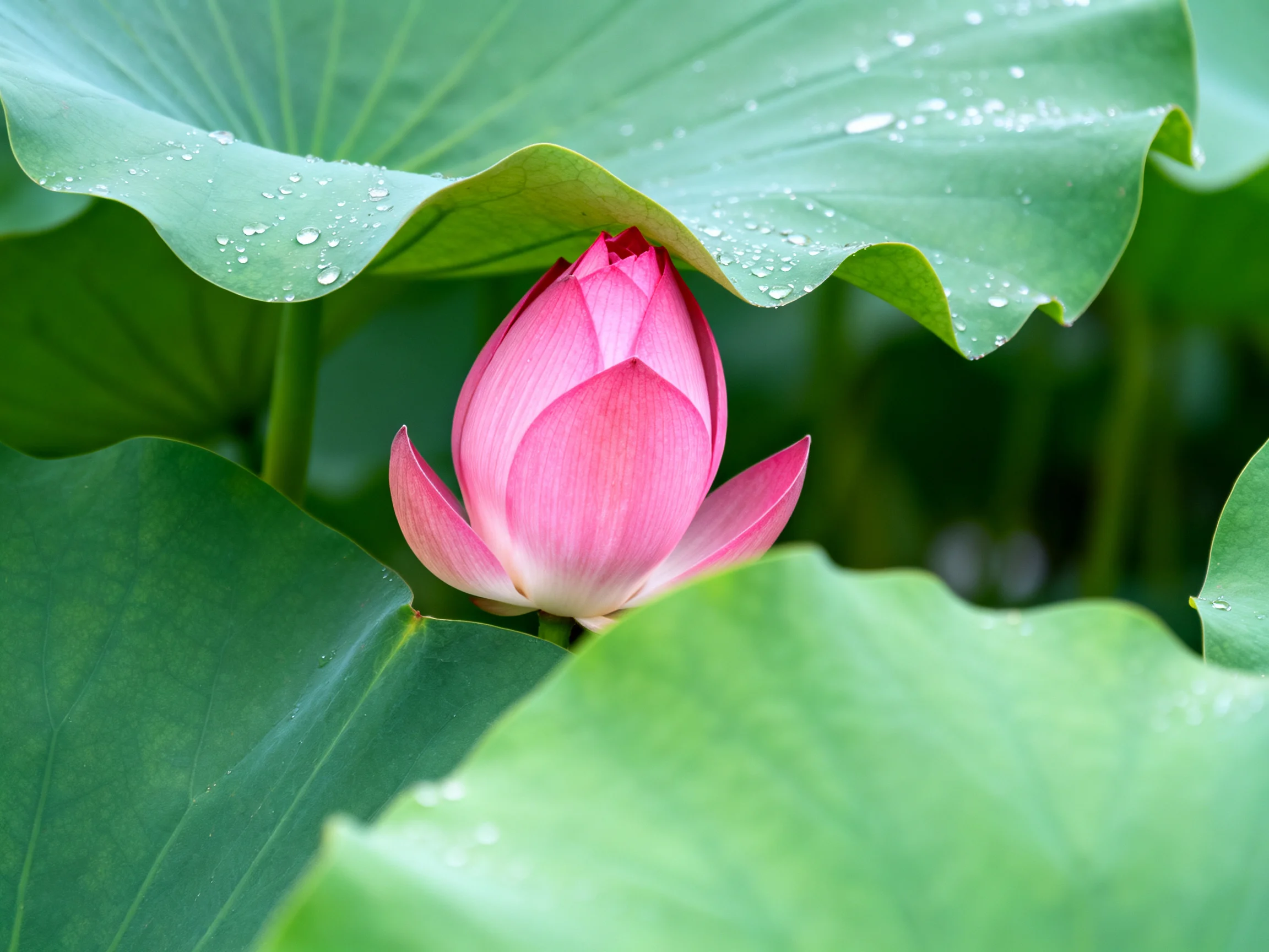 A pink lotus bud nestled among large green leaves with water droplets