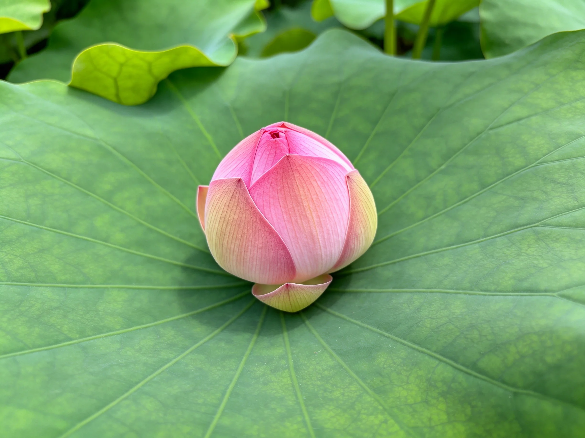 A pink lotus bud nestled atop a vast green water lily leaf
