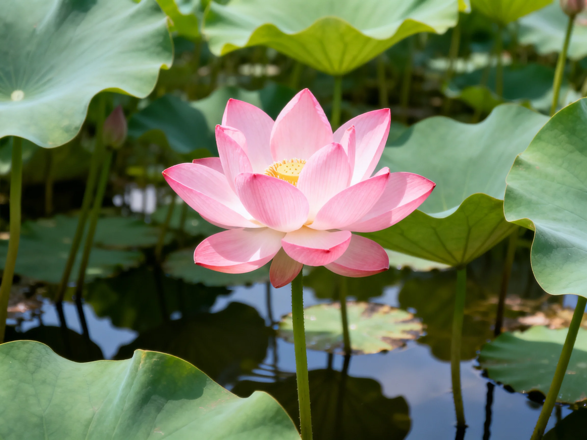 A pink lotus flower blooms amid large green lily pads by a pond